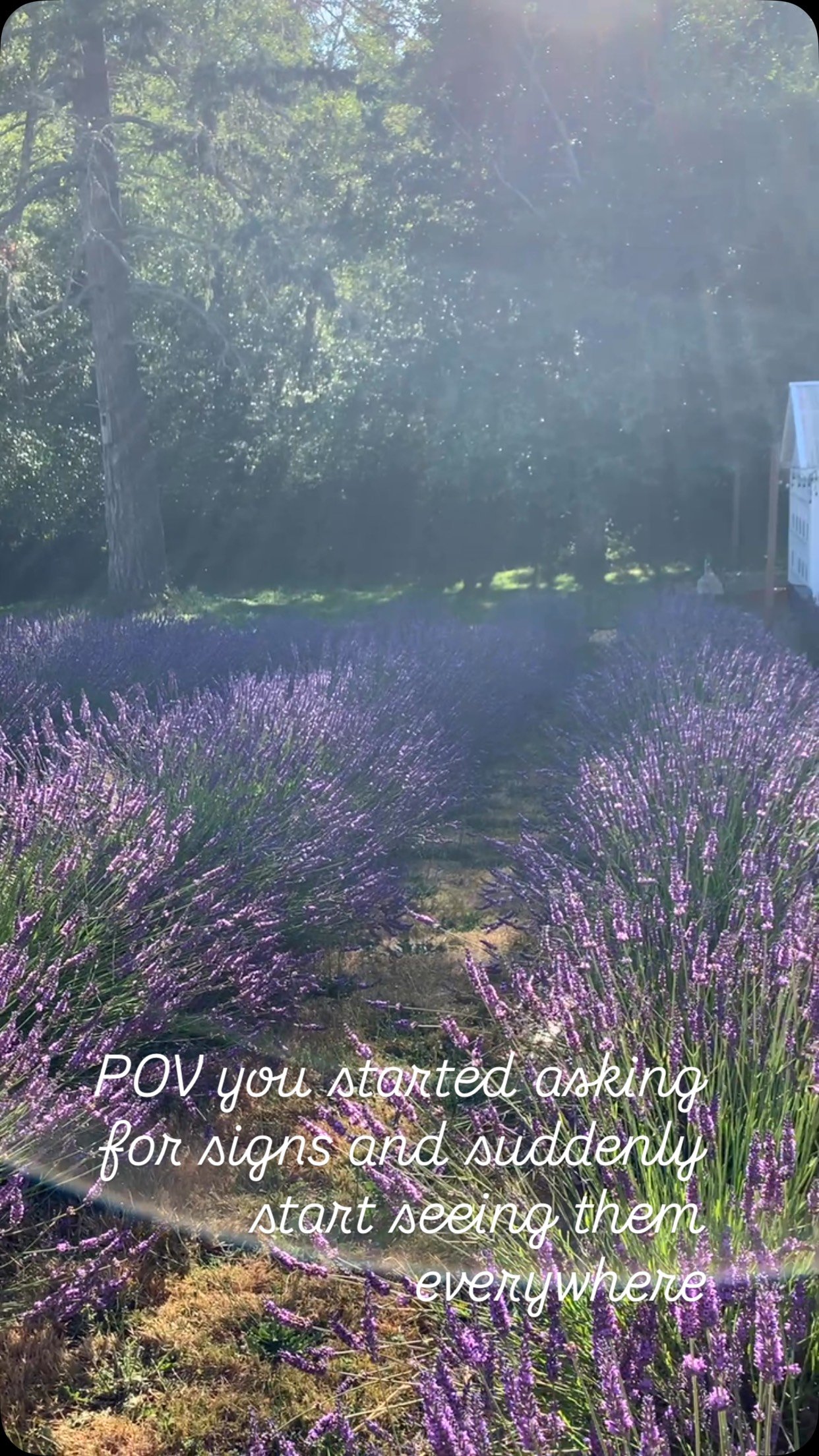 We are midway through the season, we wanted to take a moment to check in.
The farm is thriving and we hope you’ve been enjoying all the growth and change you have been you have been seeing whether you’re stopping by for the you picks or