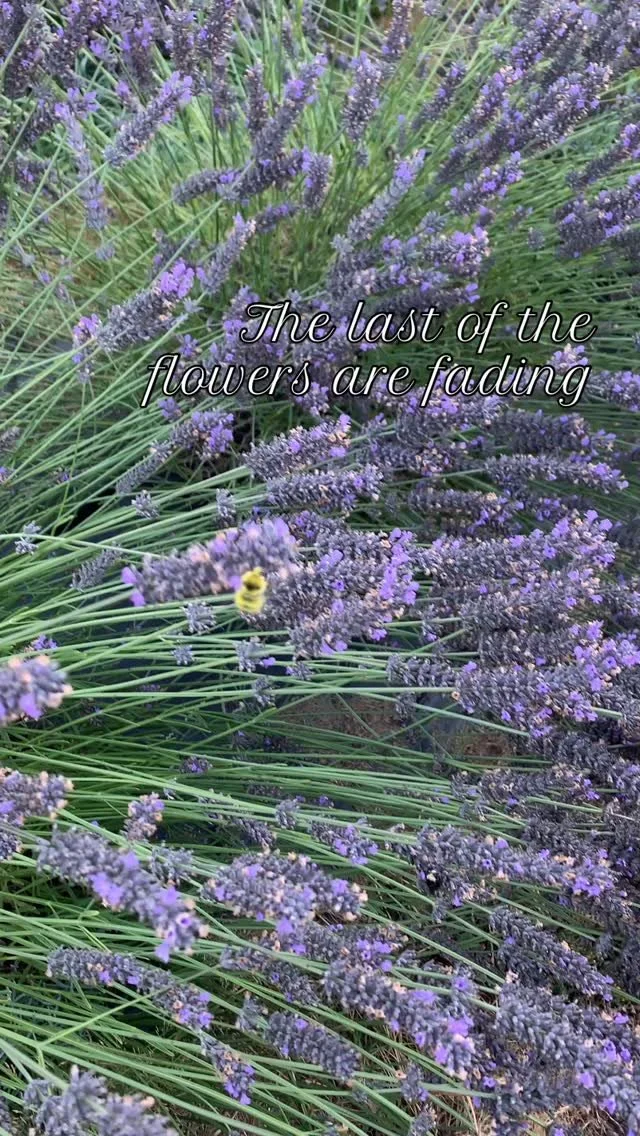 s the season comes to a close, I reflect on all that I’ve learned and the immense gratitude I feel—for the community that has supported me, and for the land that has provided such beauty and healing. #bluetreefarmandforest #lavenderfarm #