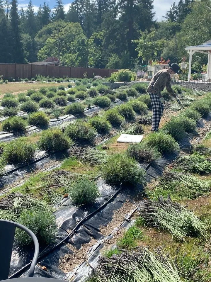 Harvest time!
It is definitely better when we’re together. It takes a community and for ours, we are thankful ๐
Even after the lavender is harvested we still have so much to offer . . . Private tours, lovely products and a space to get toge