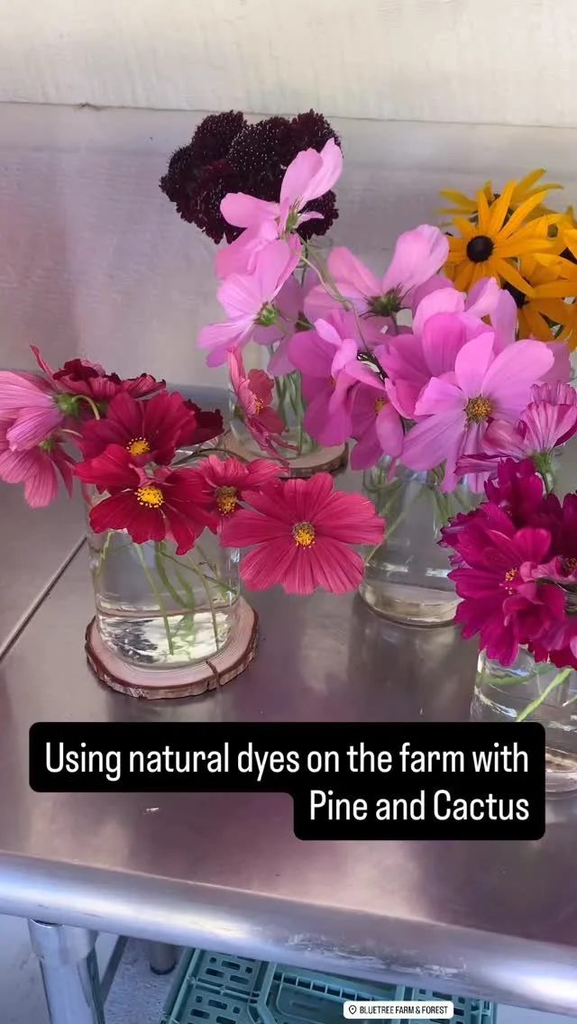 So cool learning how to use beautiful botanicals to create and connect on the farm.
#bluetreebainbridge
#lavenderfarm
#visitkitsap
#privateeventspace