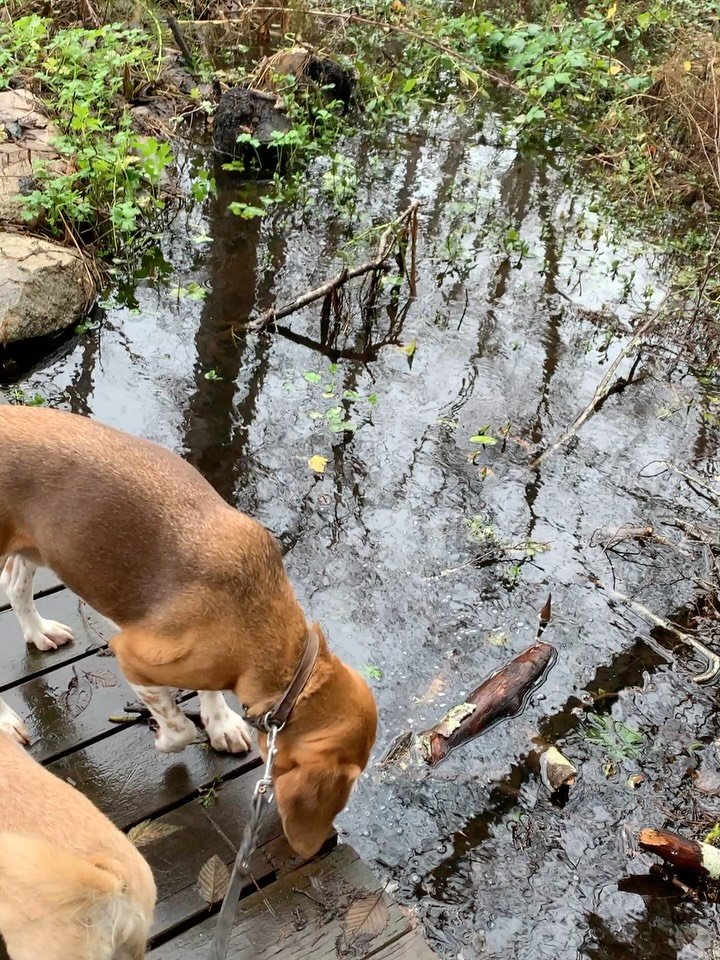 A slightly soggy day on the trail, the dogs don&rsquo;t seem to mind and neither do I. I am just enjoying the land with all my senses. Listen for the water rippling, the crunch of downed alders underfoot and oh yeah, the slight scent of lavender stil