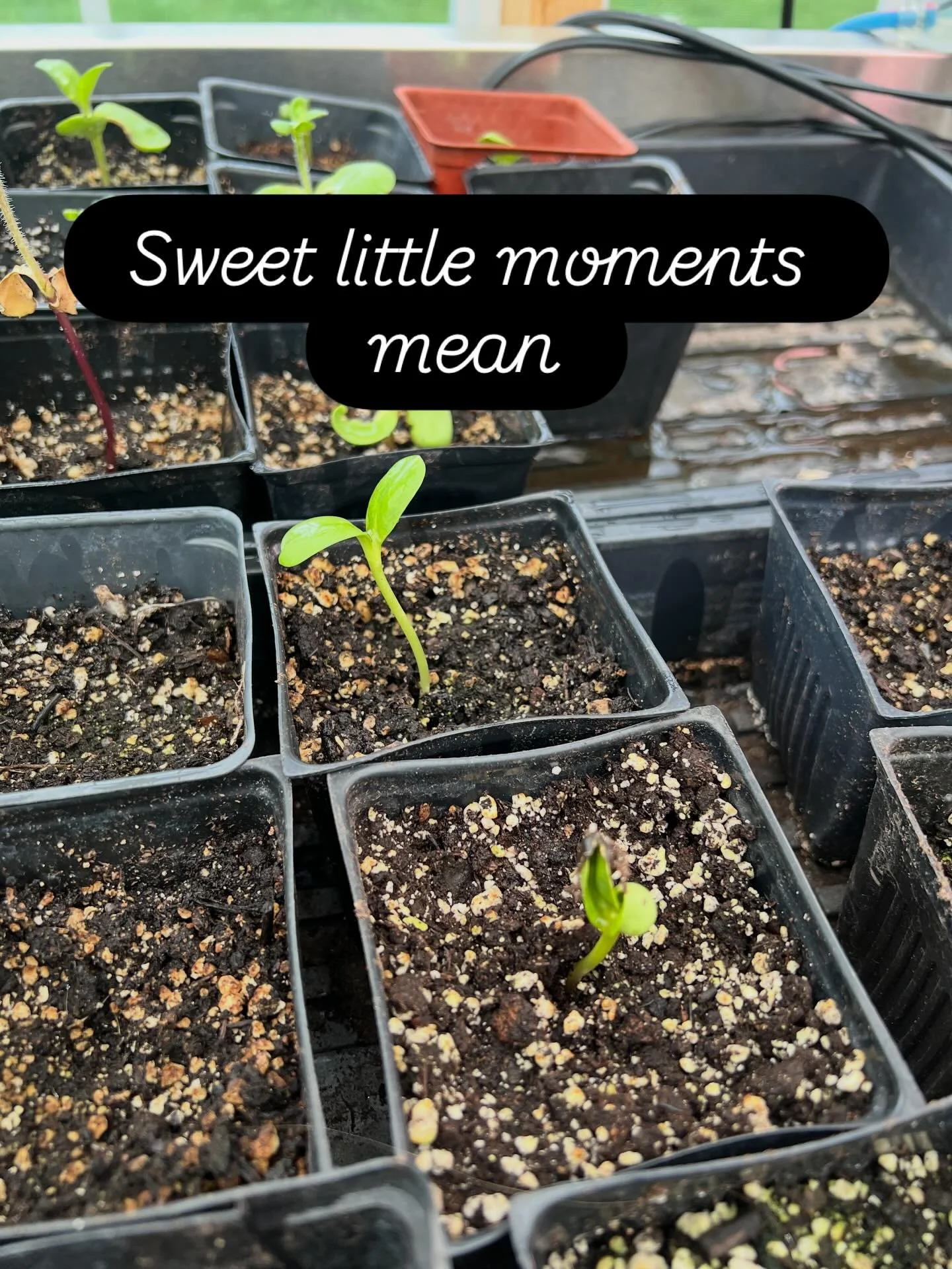 Planting, weeding and early signs of growth mean spring! It&rsquo;s quiet meditative work that reminds me to pay attention, to breath and to have good posture 😊 
#springprep #pnwgardening #seattlelavender #bainbridgeislandwa