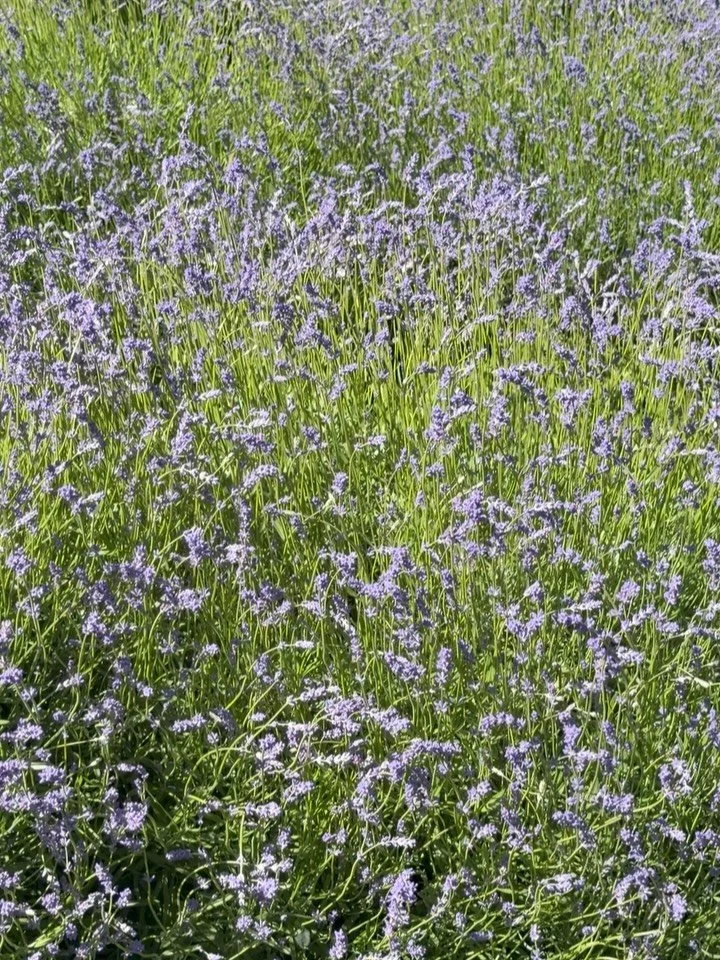 One of our favorite moments on the farm is coming soon 💜. The culinary lavender is deep purple already. It is the first to bloom, eager to greet summer while the rest of the field is still waking up. Note the difference,  the Grosso is a French lave