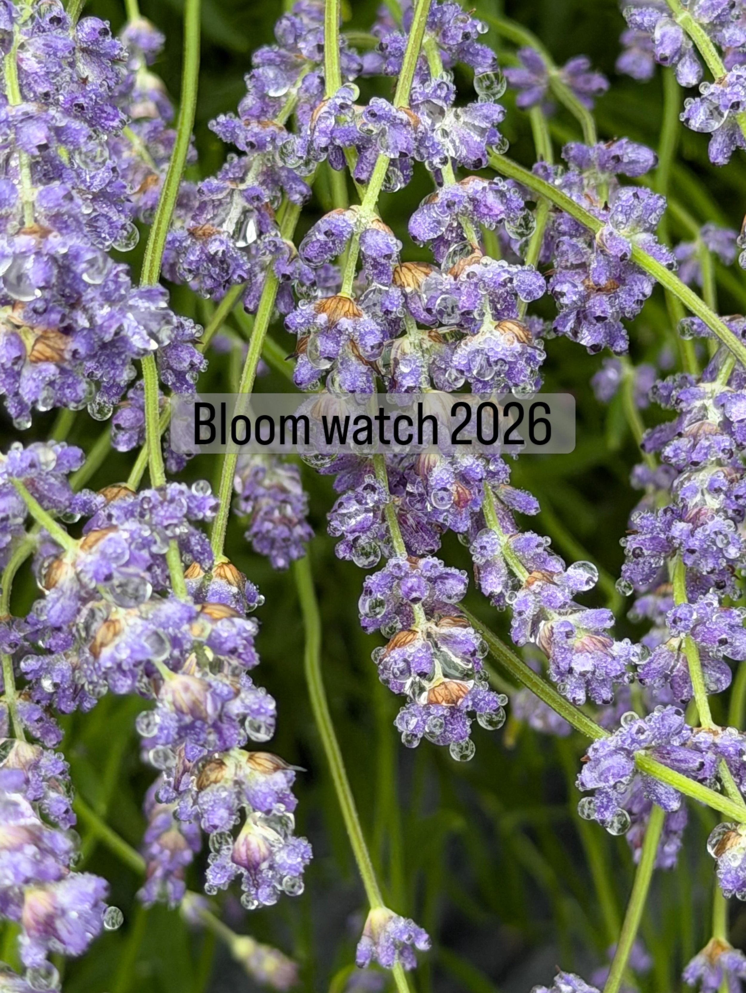 The lavender is rain drenched this morning and oh so close to blooming!
The buds are days away from opening. This is our folgate lavender, an English variety that is sweet in flavor and perfect for culinary use. 
#bloomwatch 
#seattlelavenderfarm 
#p