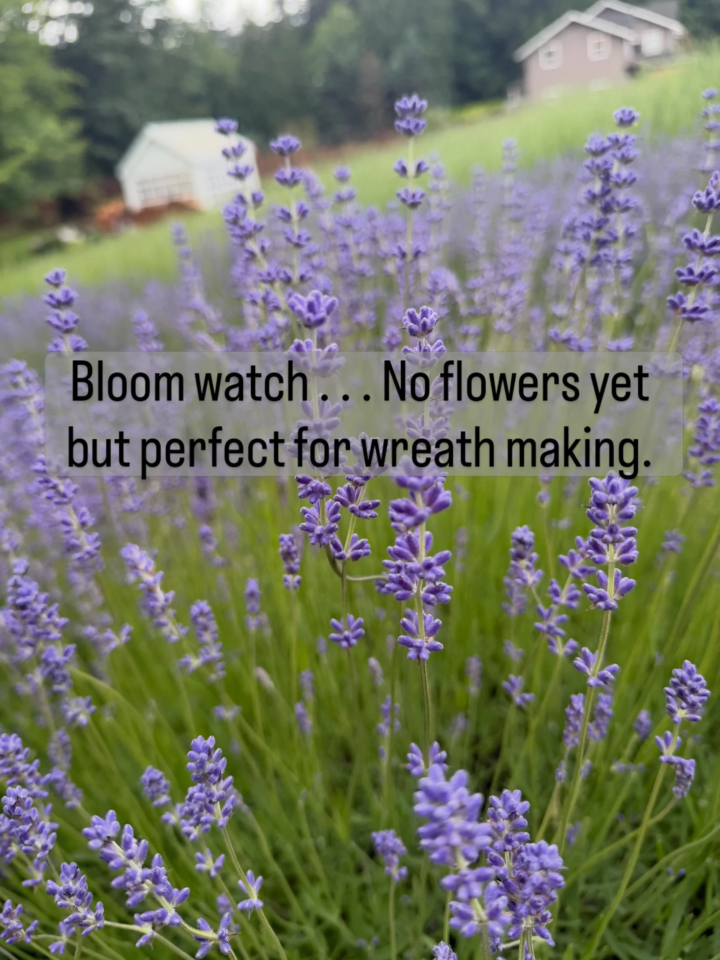The folgate lavender buds are full and gorgeous. I can&rsquo;t wait to make a wreath this evening!

We will be welcoming guests on the farm starting June 19.  Check out our experiences, link in the bio.
