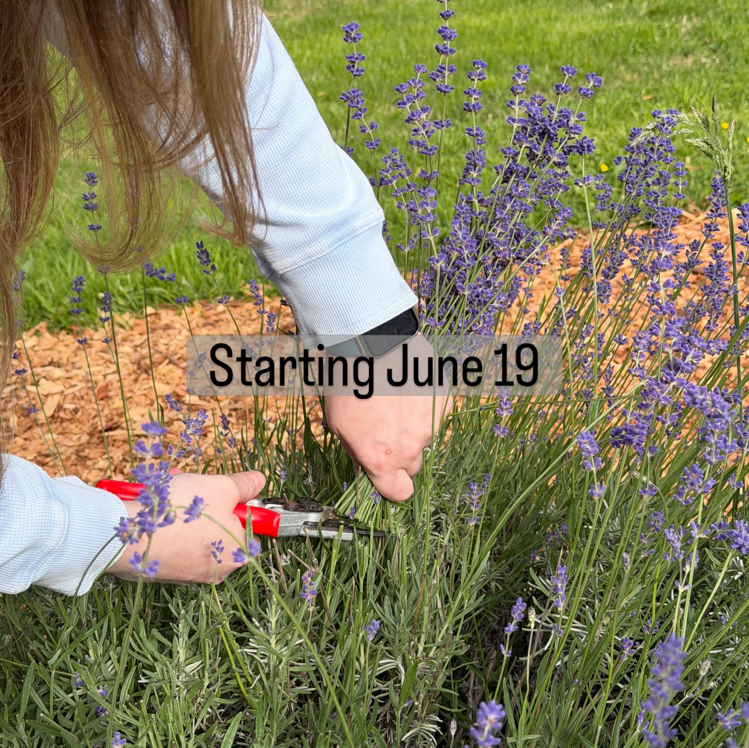 So excited to add a new way to feel grounded on the farm. 
Harvest your own lavender then create. Neat and tidy, big and untamed, whatever your vibe it is yours to bring to life. 

Check out our website for more information. 
#seattlelavenderfarm #la