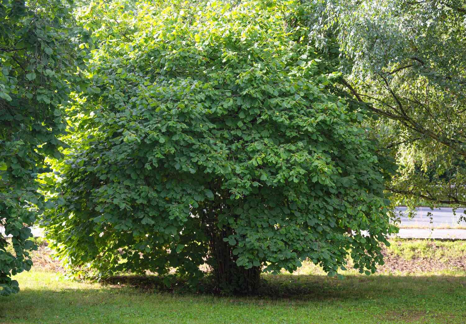 how-to-grow-and-care-for-beaked-hazelnut-5076082-03-ce1add7e3c544073982751e868757010.jpg