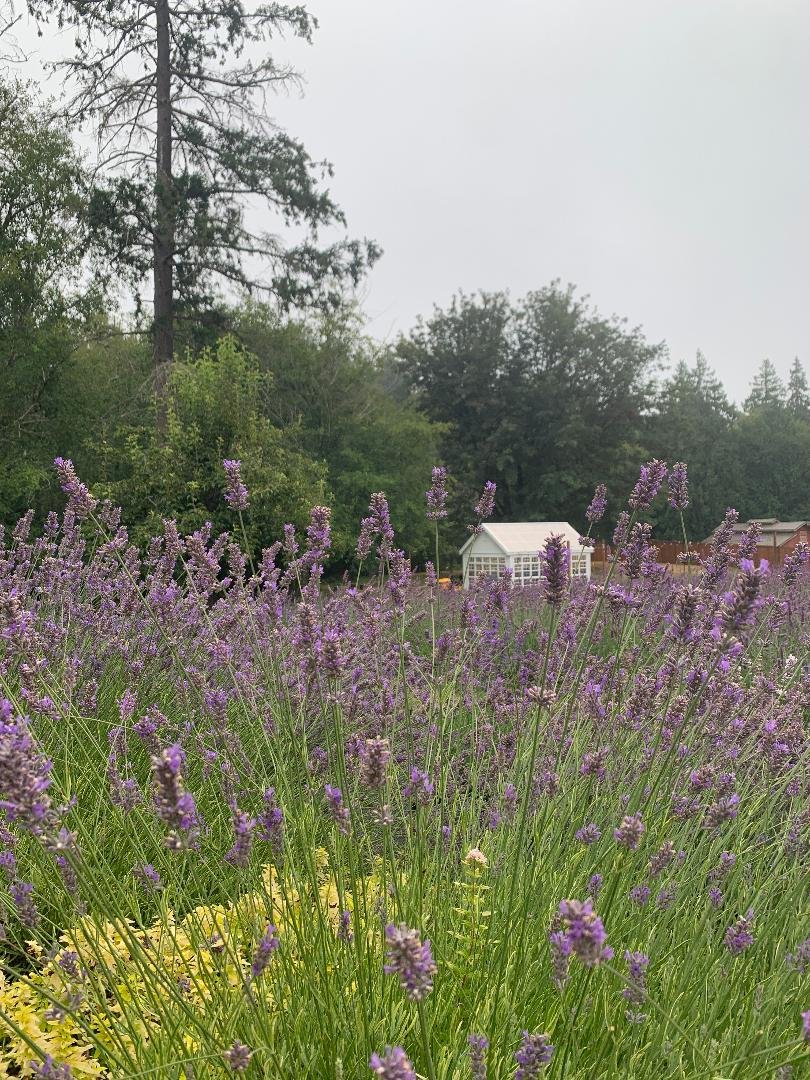 lavender photo.jpg