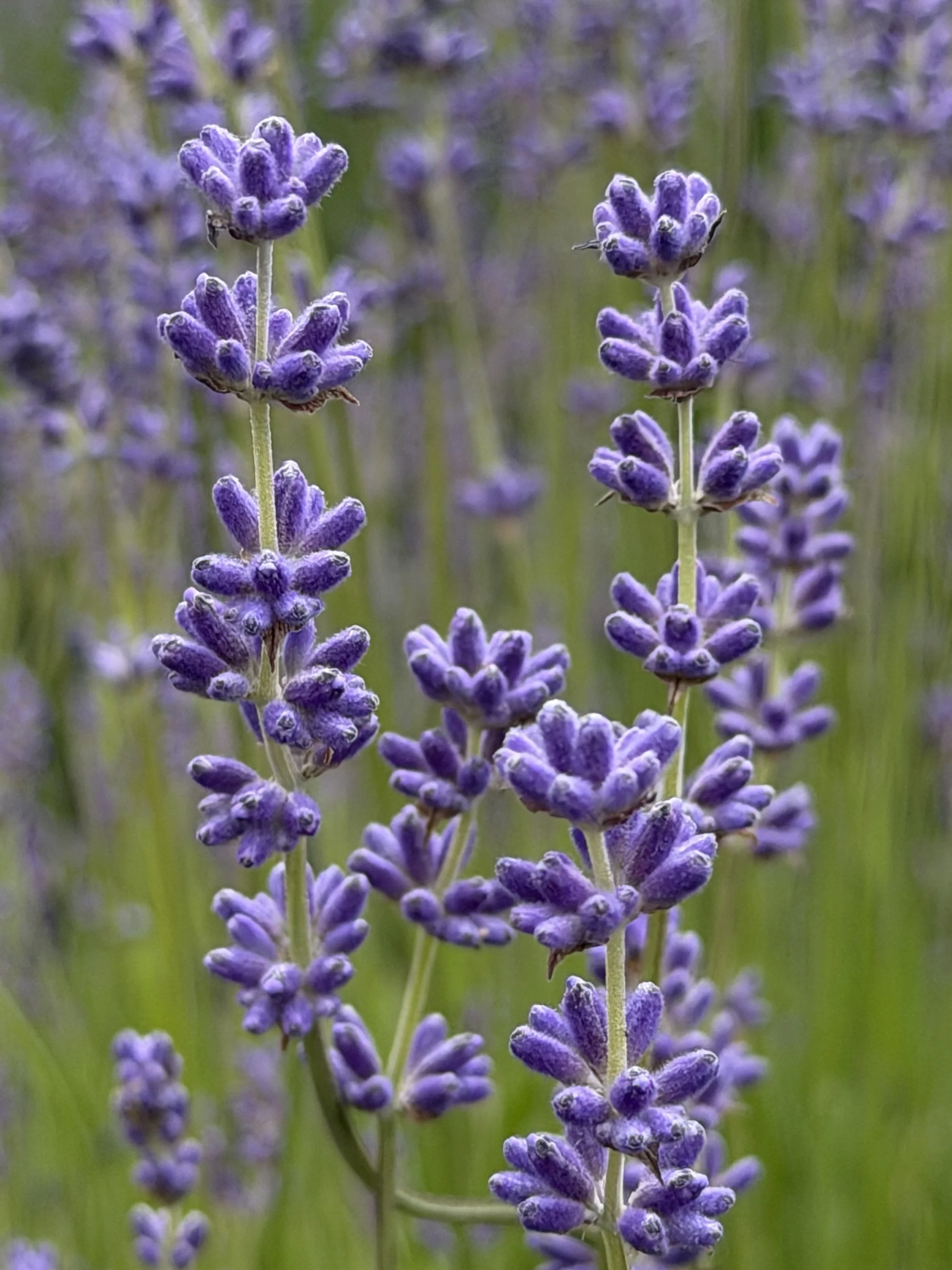 IMG_6895.jpeg
