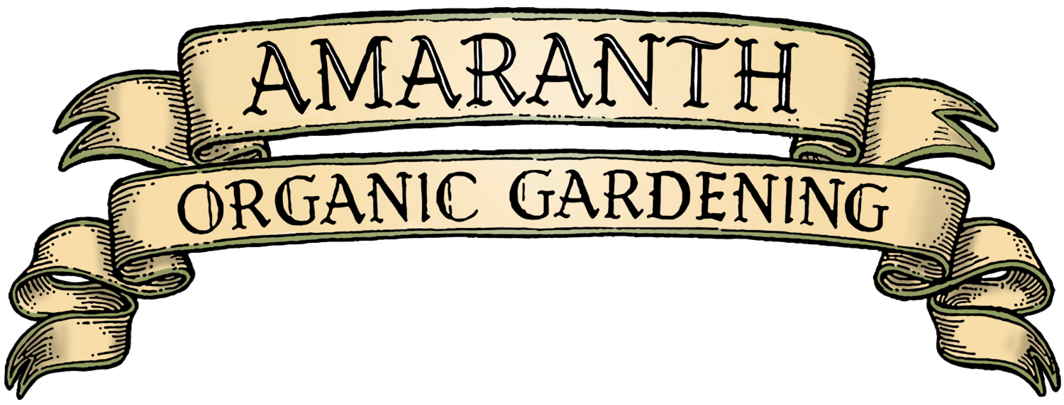 Amaranth Organic Gardening