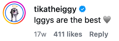 TikaTheIggy - Justin Veenema