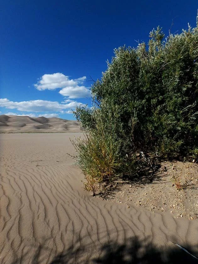 Wild Water, Willow and Dune