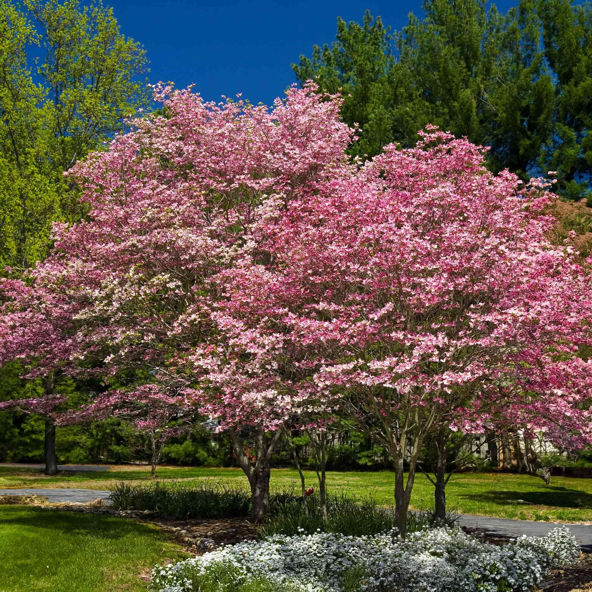 Cherokee-Brave-DOgwood-1.jpg