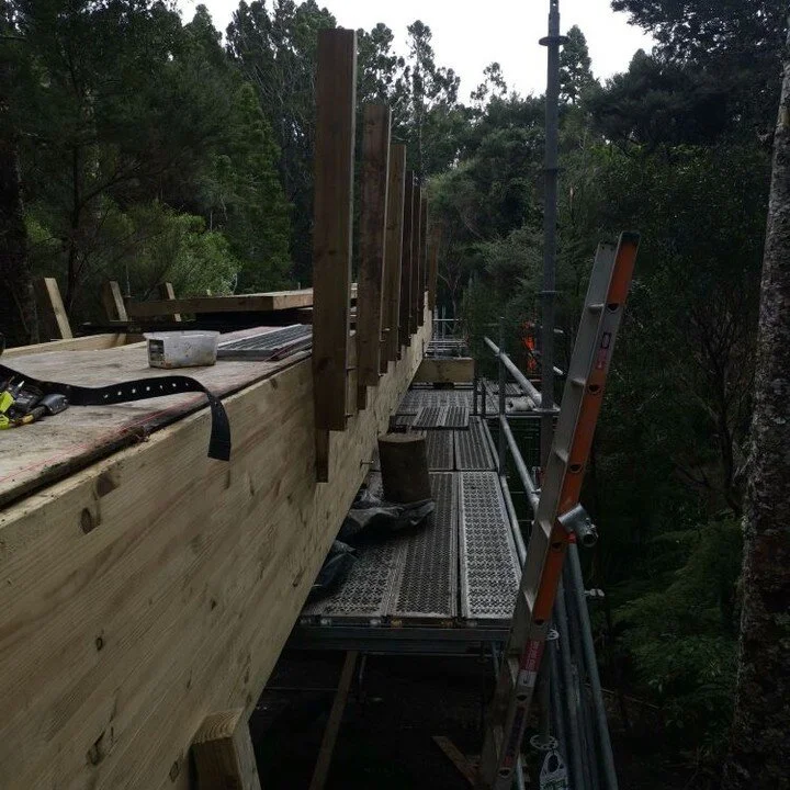 Protecting kauri in our visited forests Frame Group