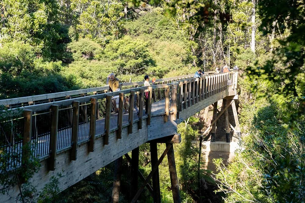 Kauri-Glen-Reserve-Treetop-Bridge-4.jpg