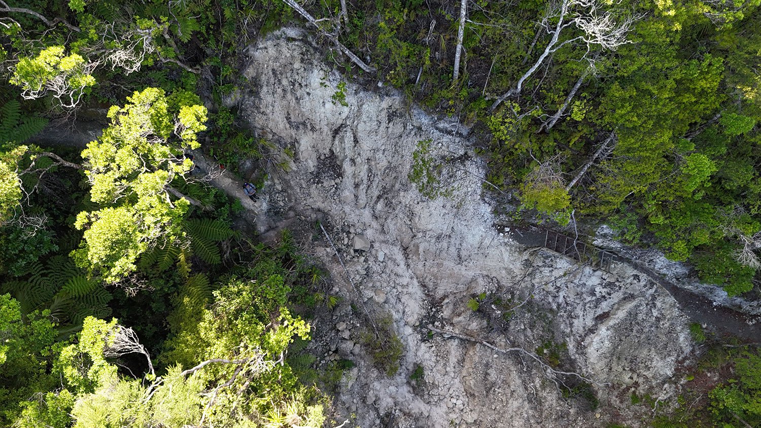 Parihaka Scenic Reserve - Drummond Track Reinstatement