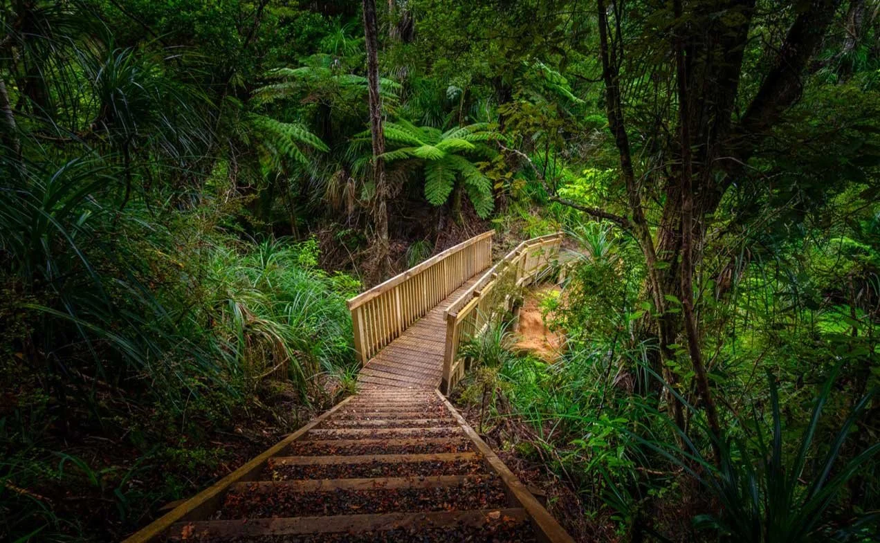 Chatswood Reserve Kauri Dieback Track Mitigation