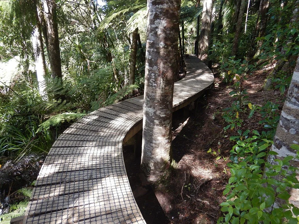 Kauri dieback track design NZ