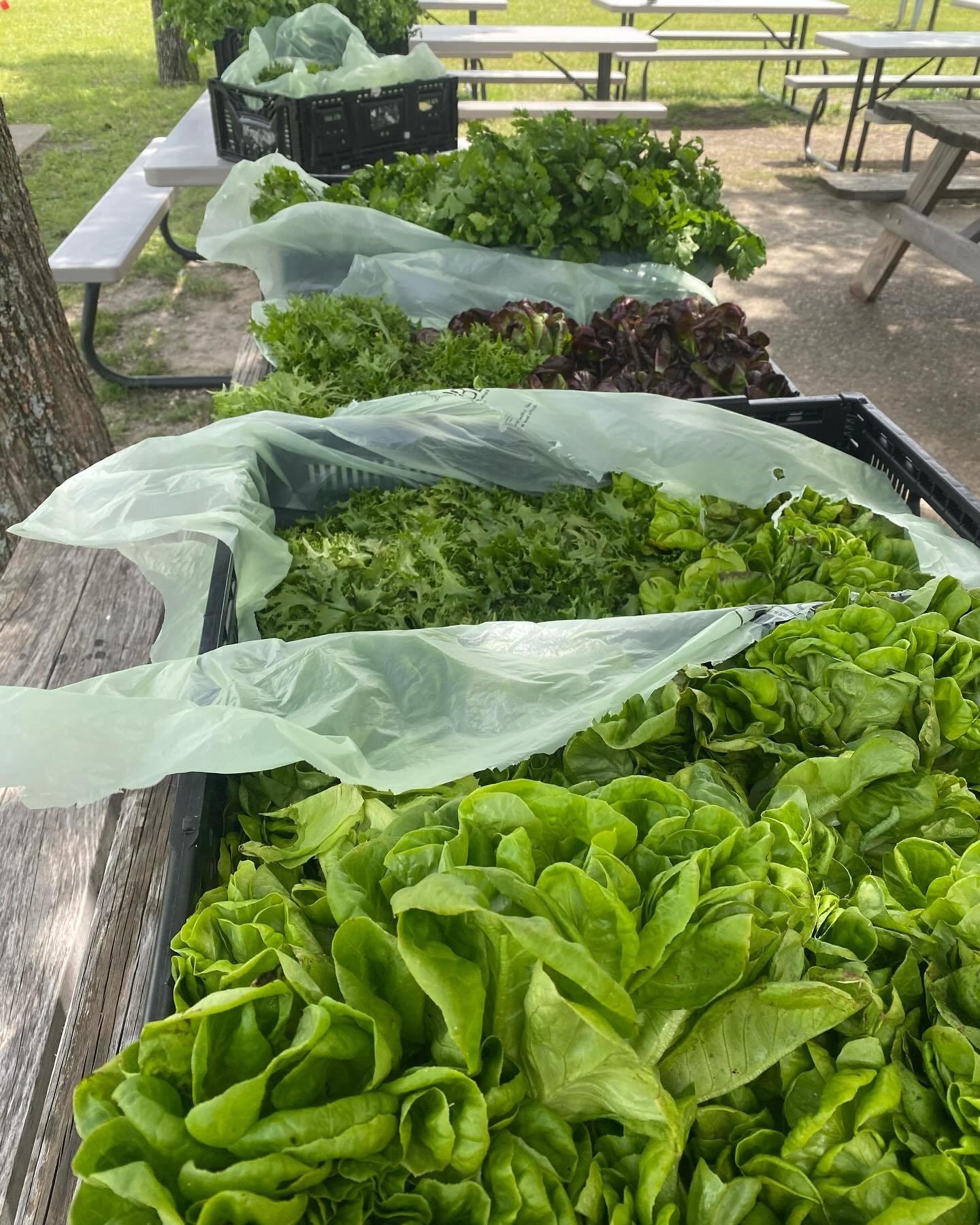 Thank you to all of the MISD students that came to McKinney Roots last week and helped harvest lettuce in our greenhouse! These pretty babies went out to feed our community. 

#growingtogive