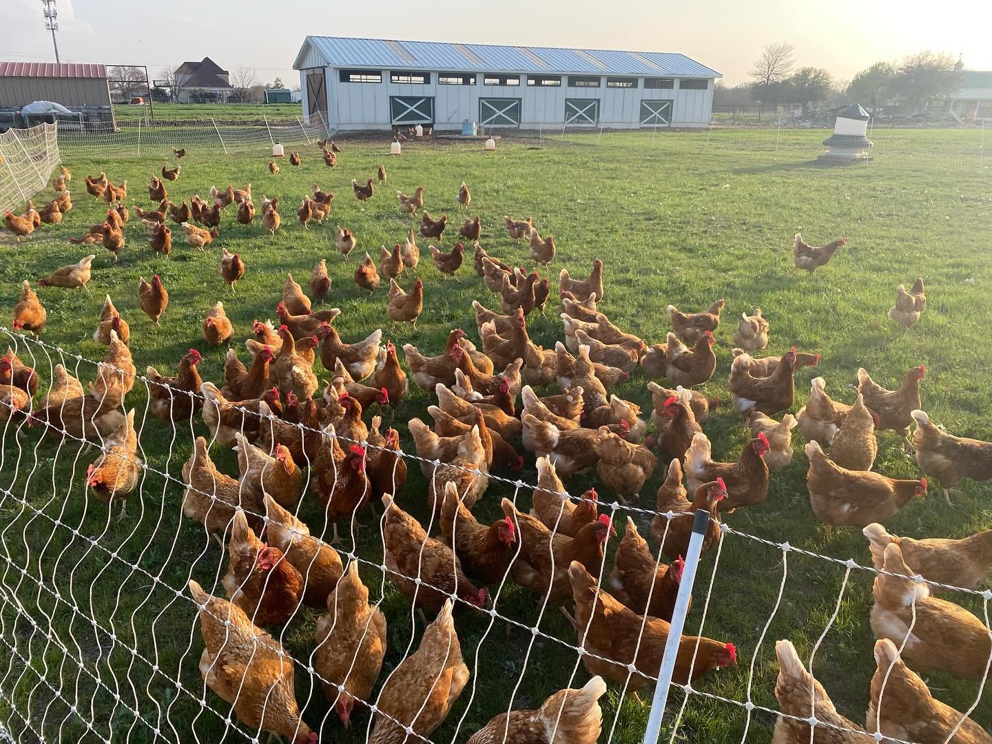 Good morning from the girls! 🐥🥚