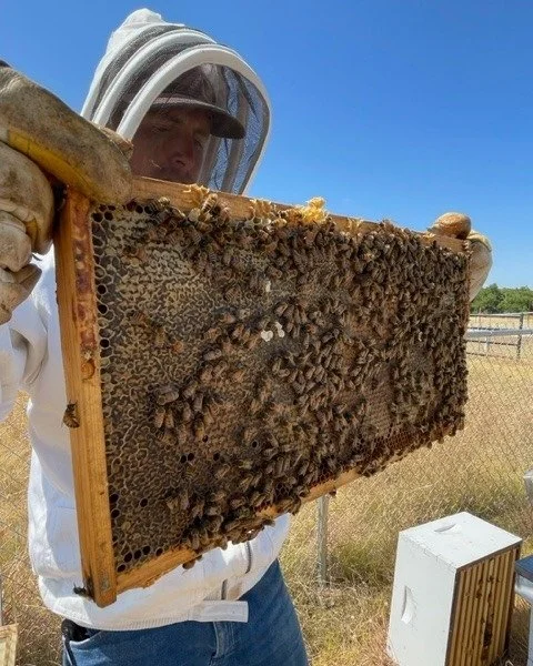 🐓🥬🍯 McKinney Roots by the numbers:
&bull; 8,000+ dozen eggs annually 🥚
&bull; 15,000+ heads of lettuce in our hydroponic greenhouse 🥗
&bull; 15+ tons of seasonal crops 🌽🍅
&bull; 240,000+ bees supporting pollination and farm health 🐝

All grow