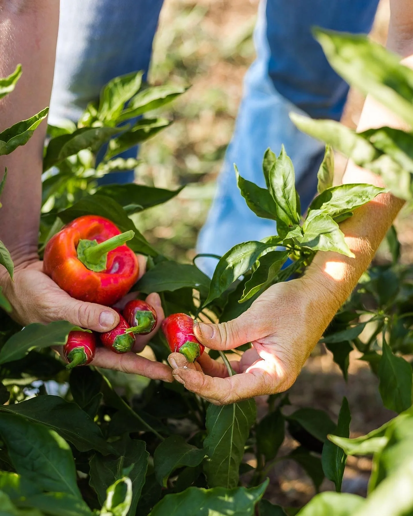 🌱 Big news for McKinney Roots! Our donation garden, part of @theseedprojectfoundation , is moving soon to Gray Branch Park. Everything we grow&mdash;100% of it&mdash;goes straight back to the Collin County community. Same mission, new home, and even