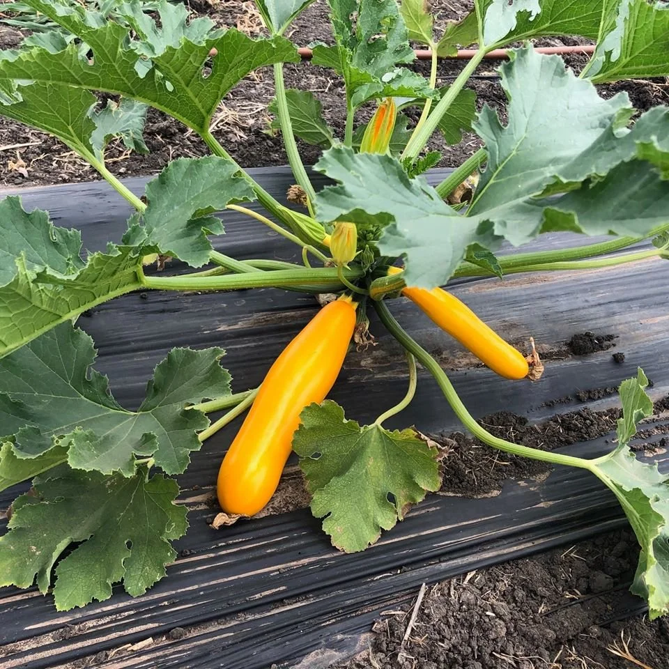 mck-roots-squash.jpg