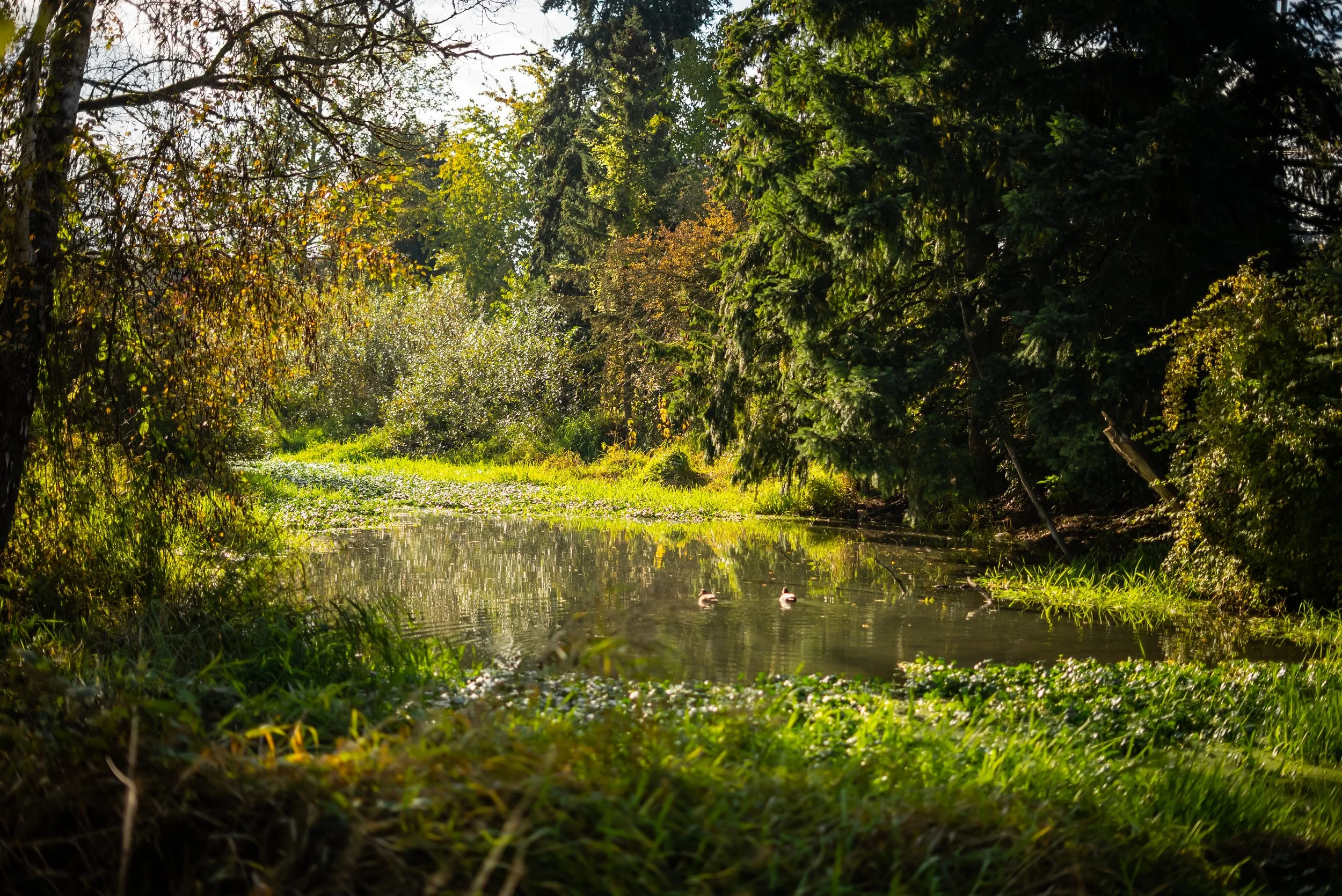 Wetland Wallpaper