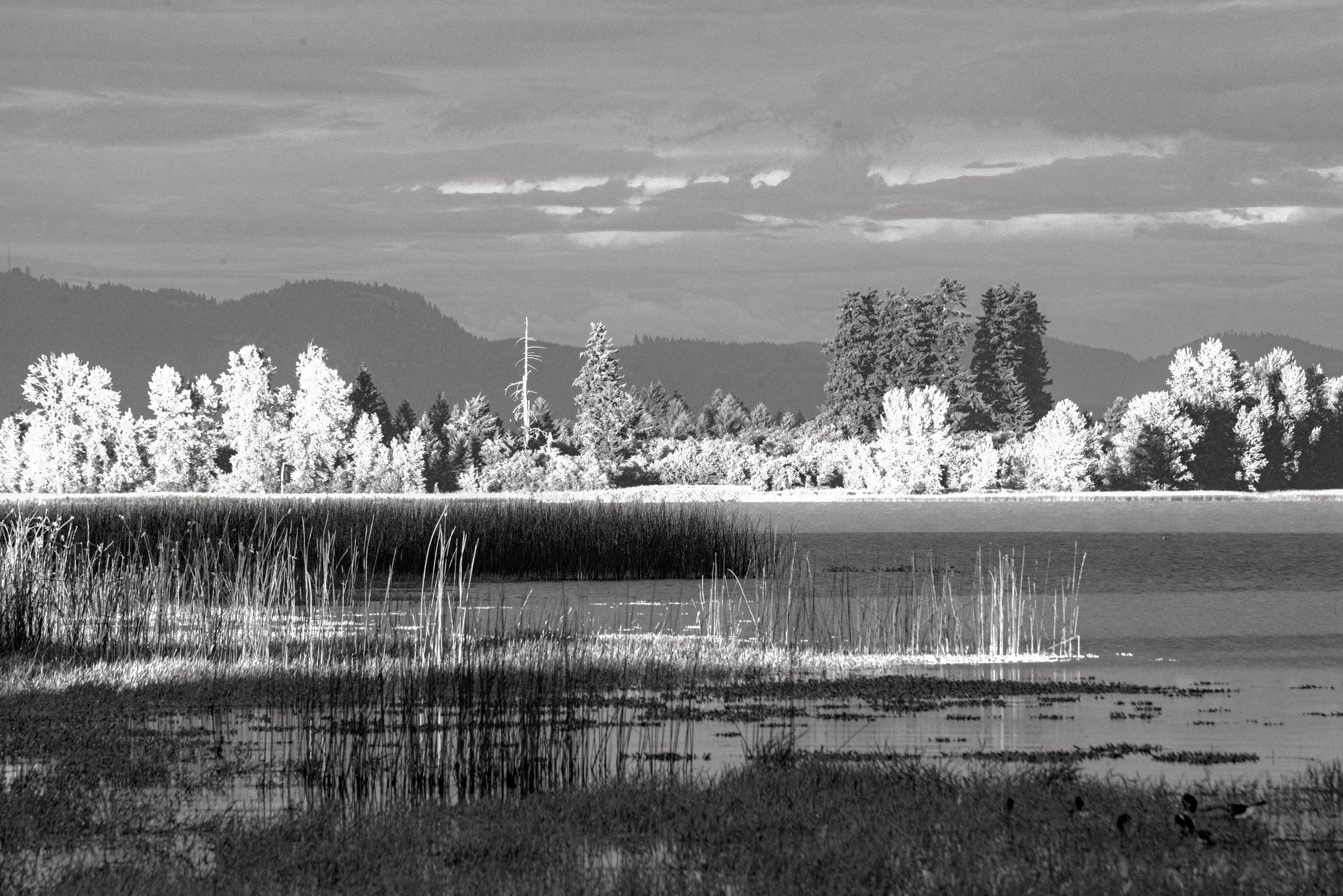 Views-&-Vistas(RussellTomlin) black and white.jpg