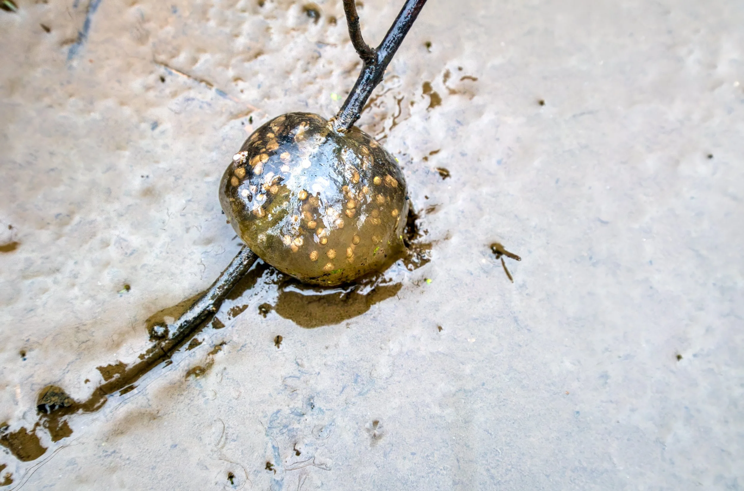 TWC Amphibian Survey Virtual Training 