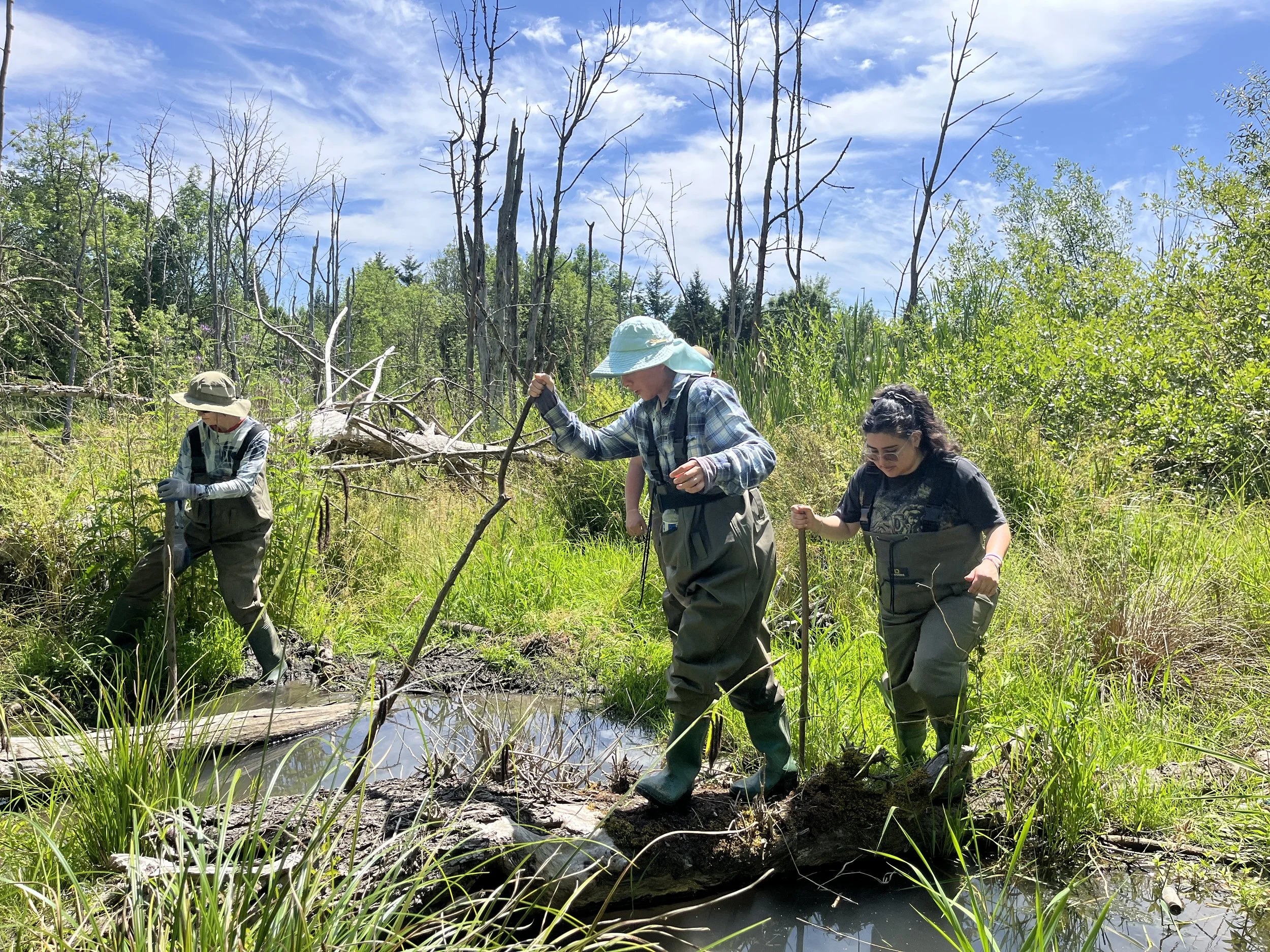 Wetland Tour and Cleanup at Hedges Creek