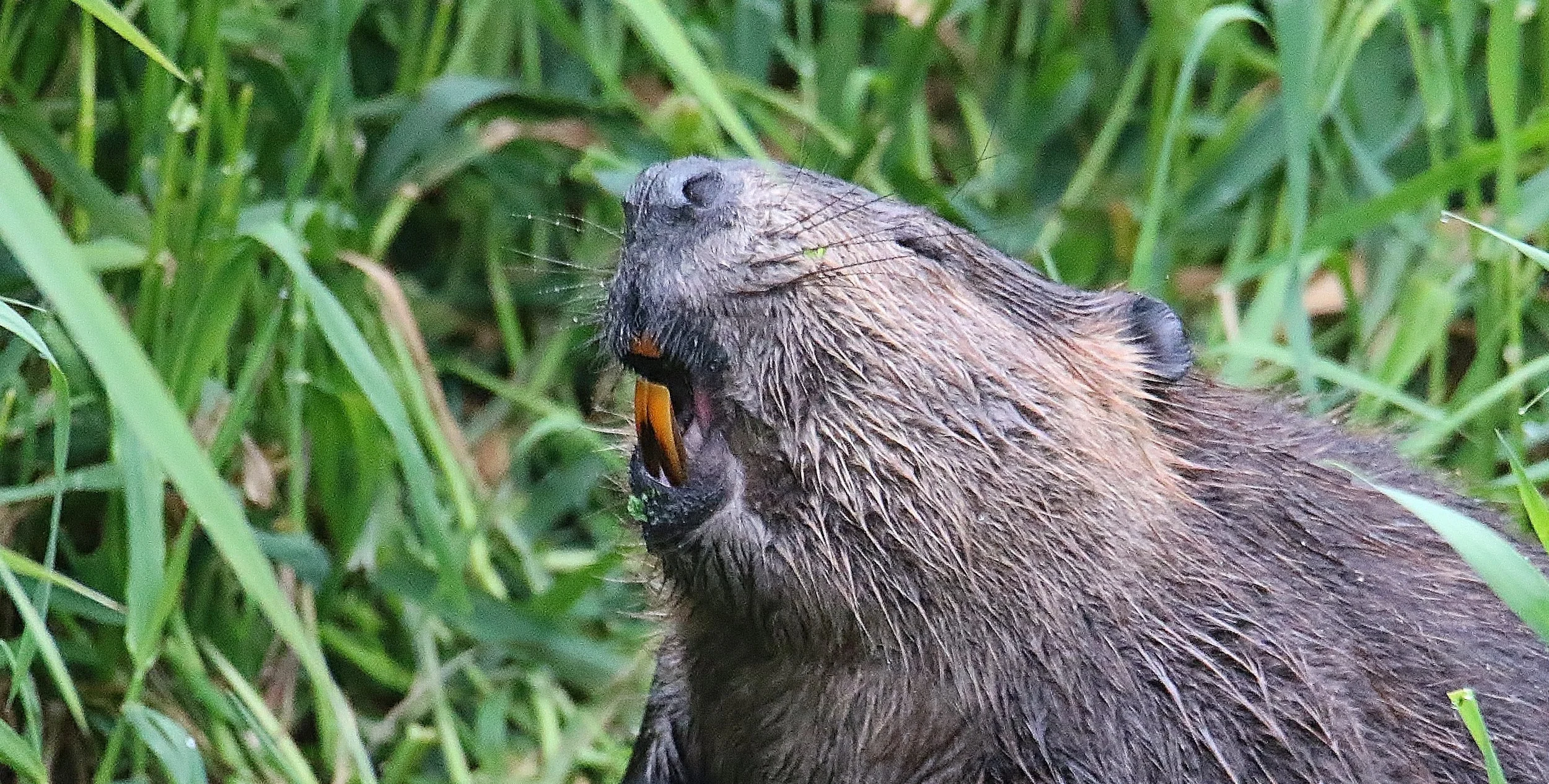 Beaver Club