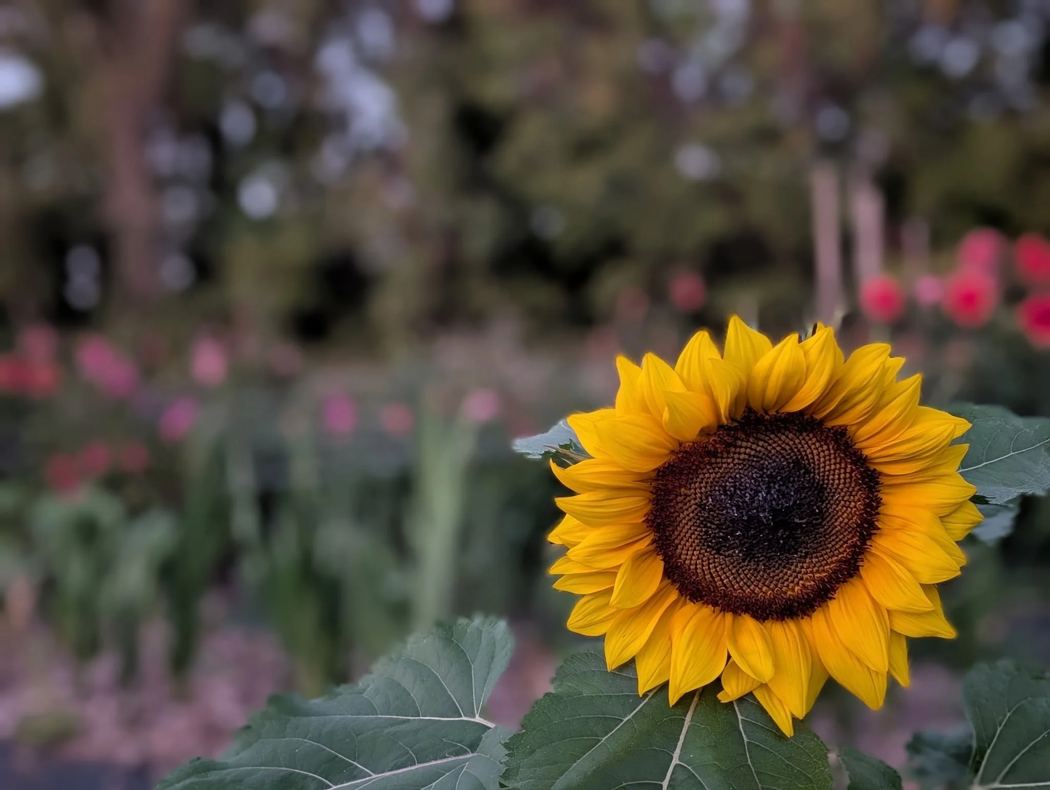 a beautiful sunflower on a flower farm in Johnson City, TN