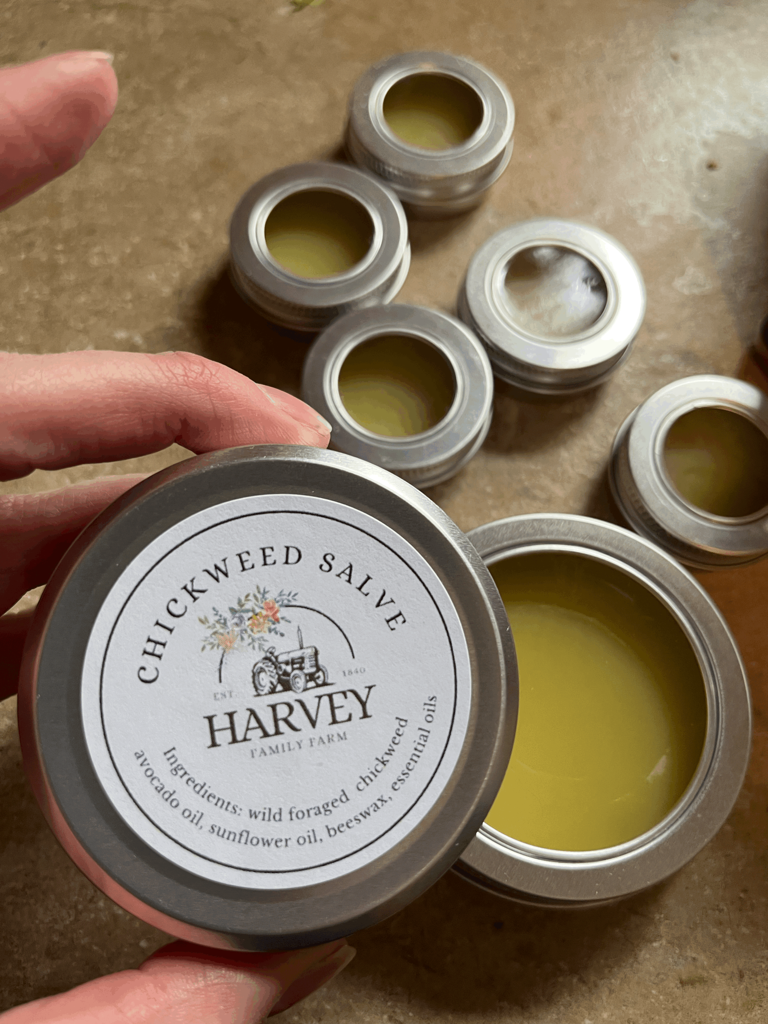 chickweed salve collection