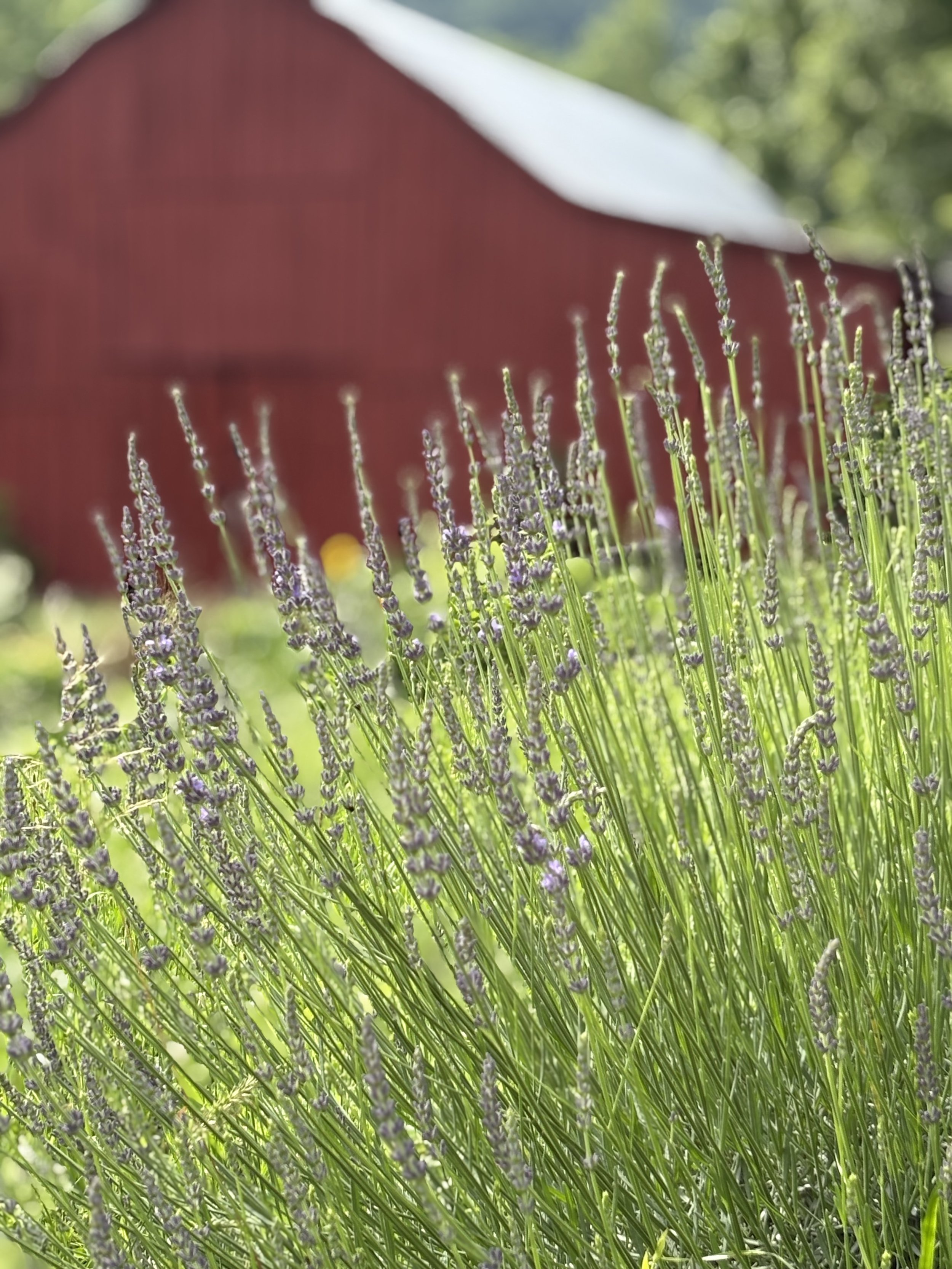 100 year old tobacco barn