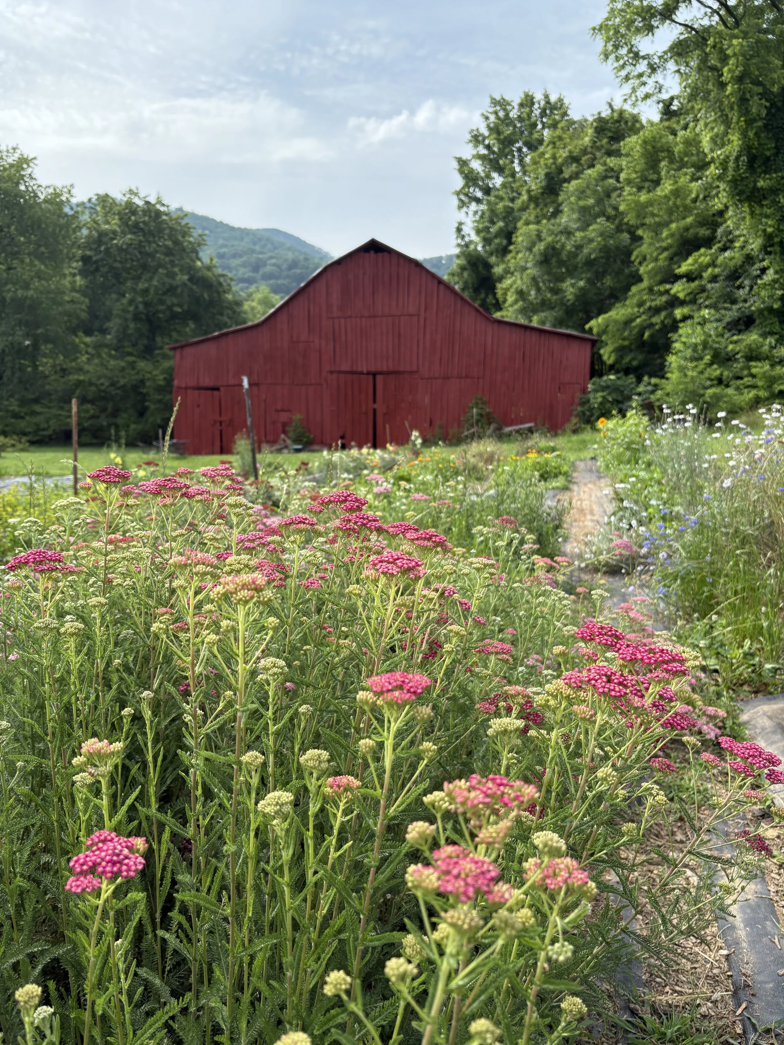 A vibrant farm scene with pink and white flowering plants in the foreground, a red barn in the middle, surrounded by green trees and rolling hills under a partly cloudy sky.