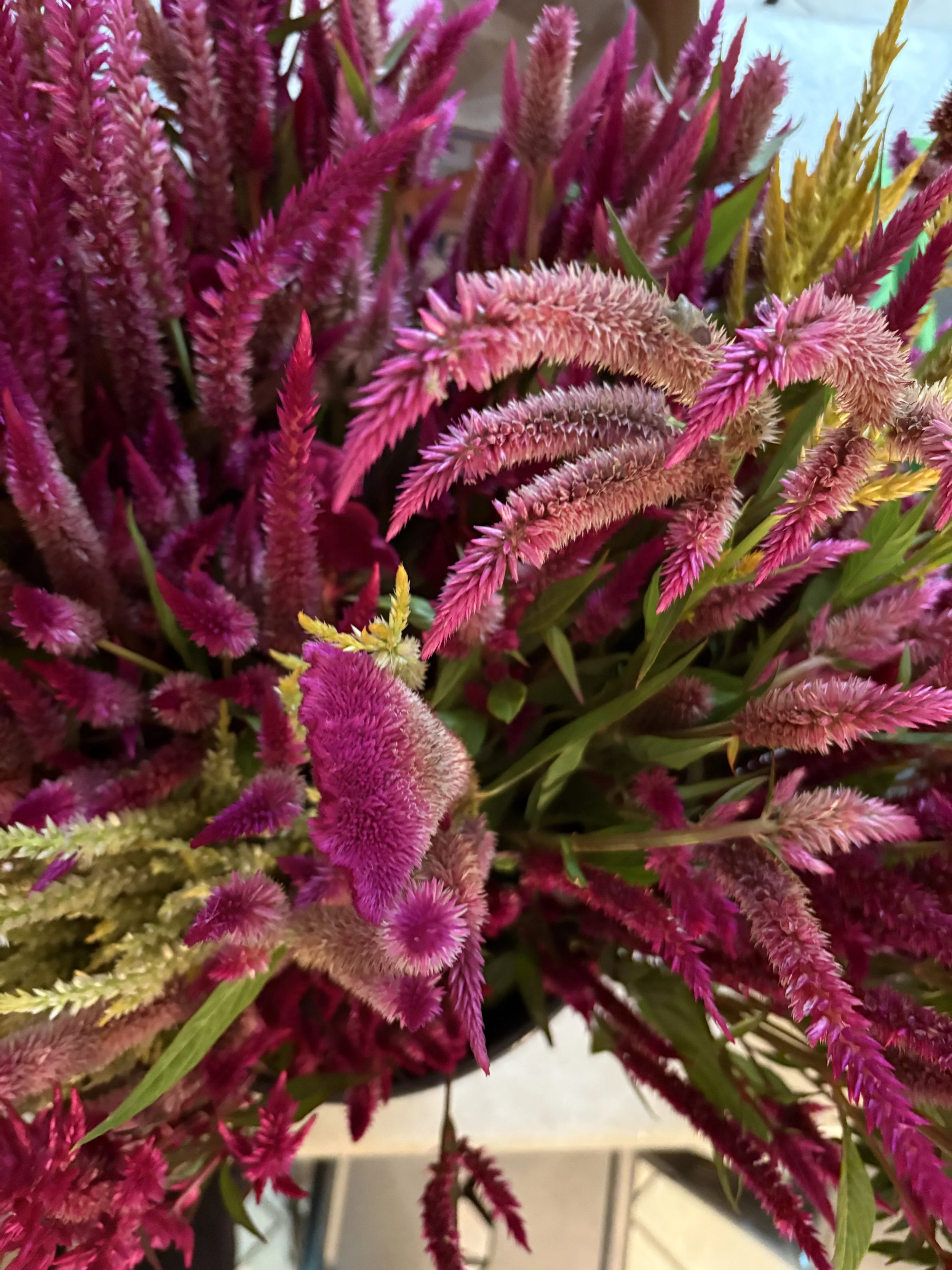 Celosia on a flower farm in Upper East Tennessee