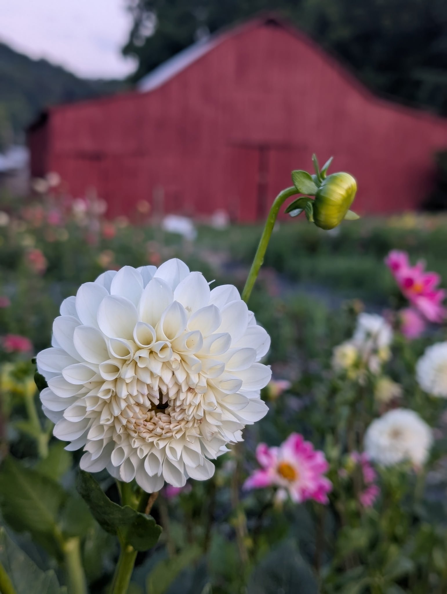 a beautiful fall dahlia in front of an old red barn on a Tennessee flower farm