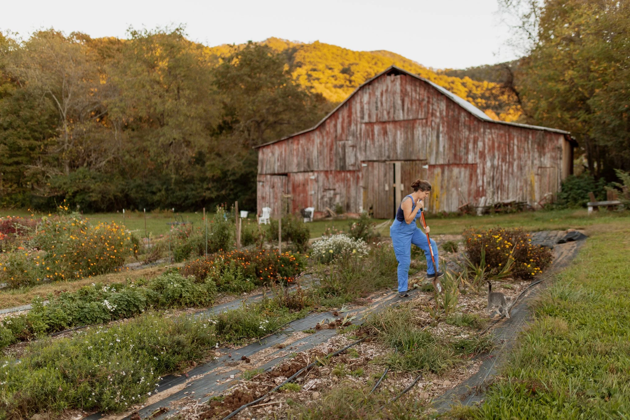 a woman works in a flower field with an antique barn behind her