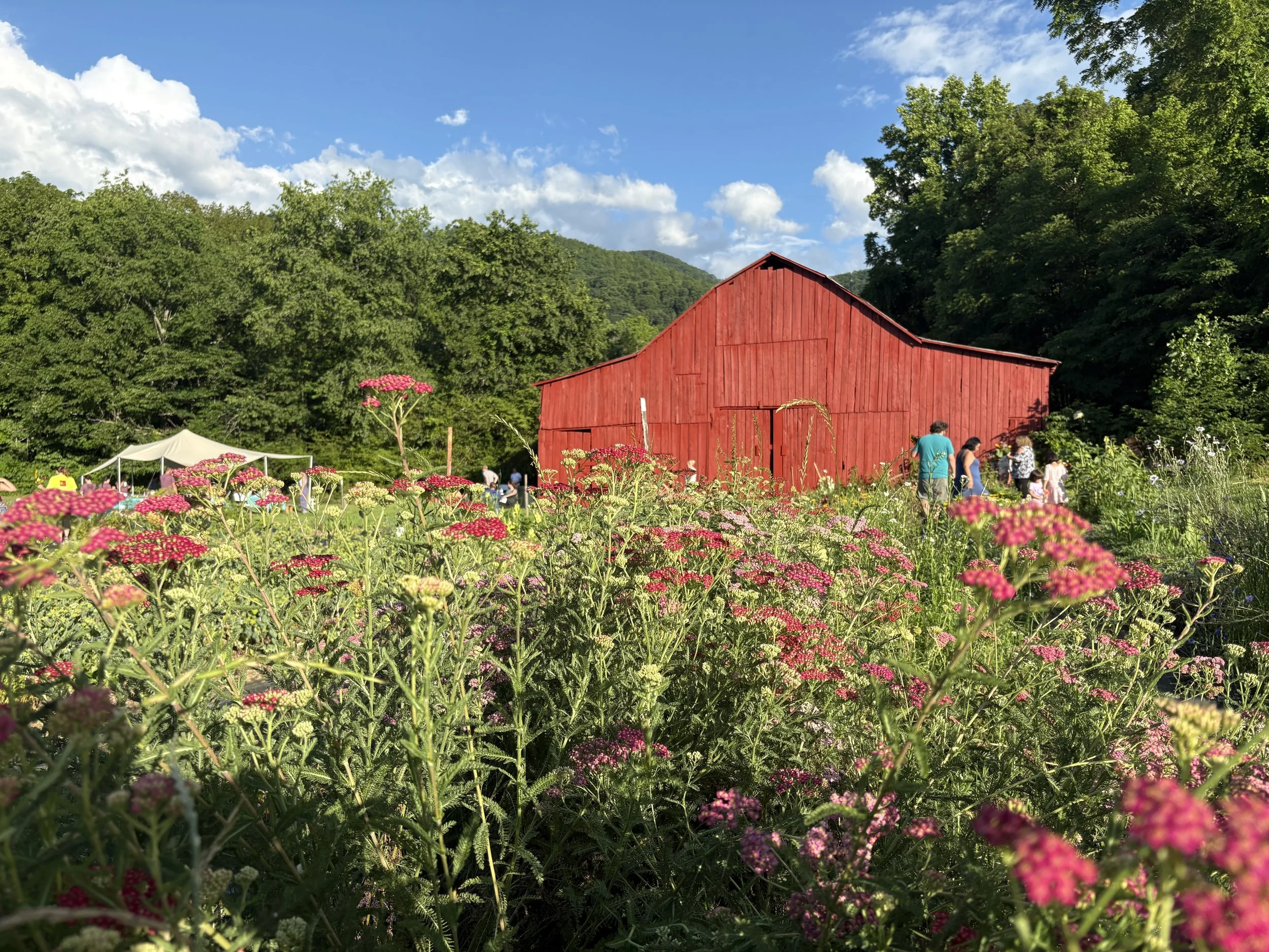 A red barn surrounded by lush greenery and pink flowers, with people walking around and a white tent in the background on a sunny day with blue sky and clouds.