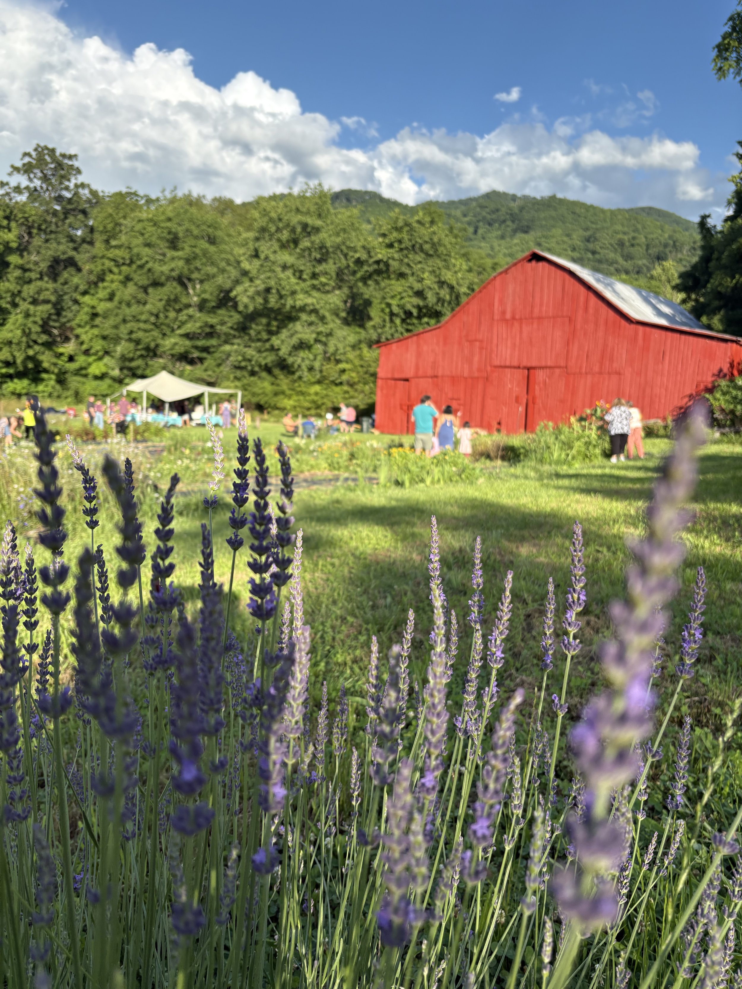 A red barn surrounded by people at a flower farm festival, with lavender flowers in the foreground, green trees, and a blue sky with white clouds in the background.