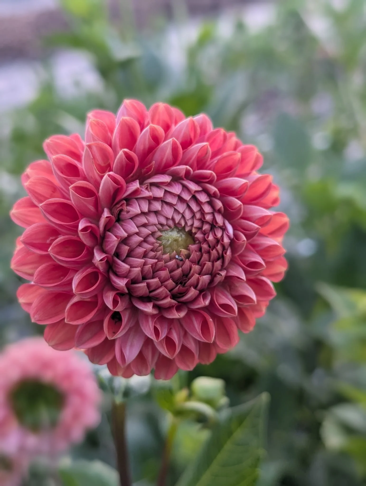 a beautiful coral dahlia on a flower farm in Tennessee