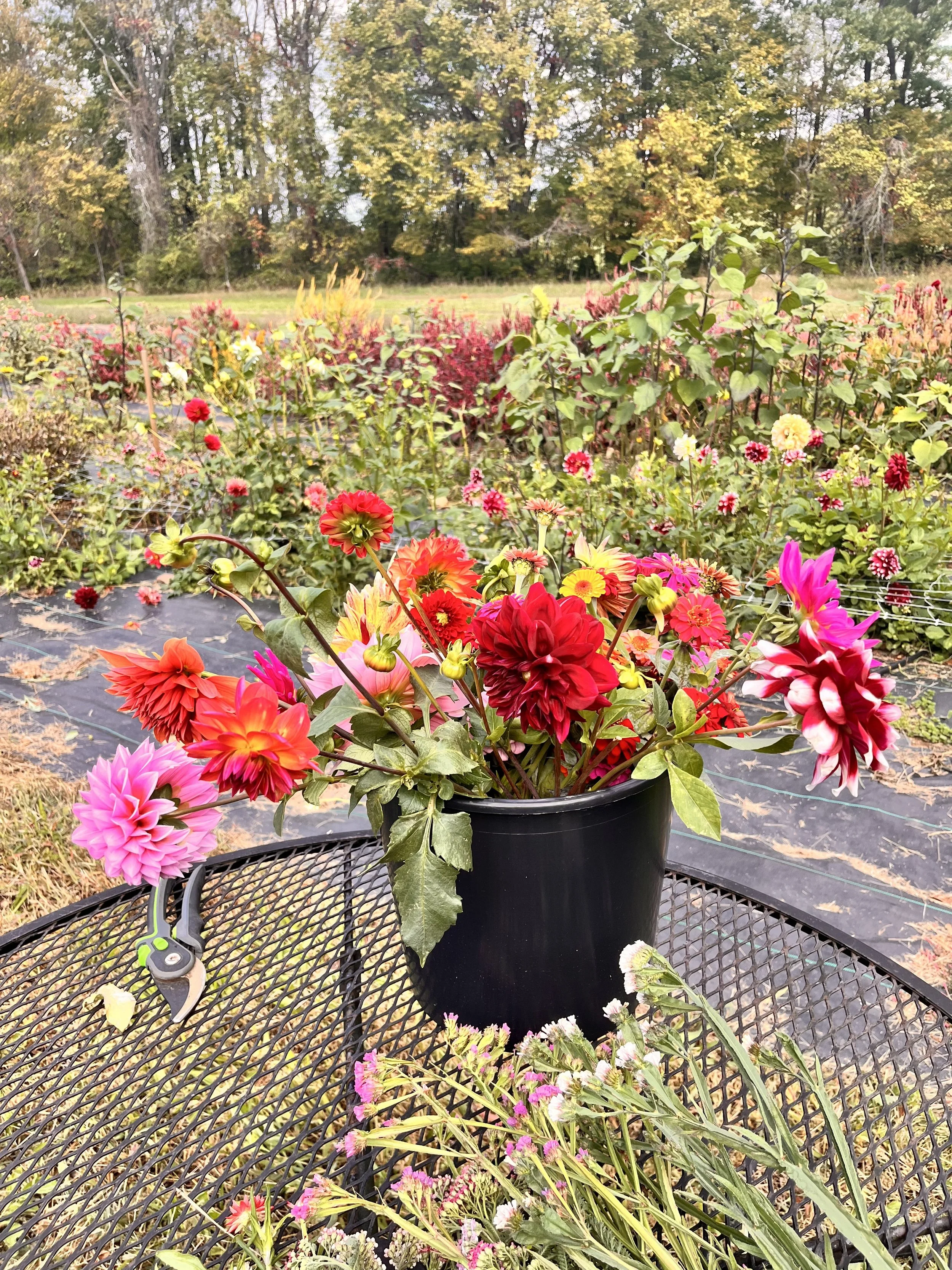a bucket of beautiful, seasonal local flowers to be used to decorate an event