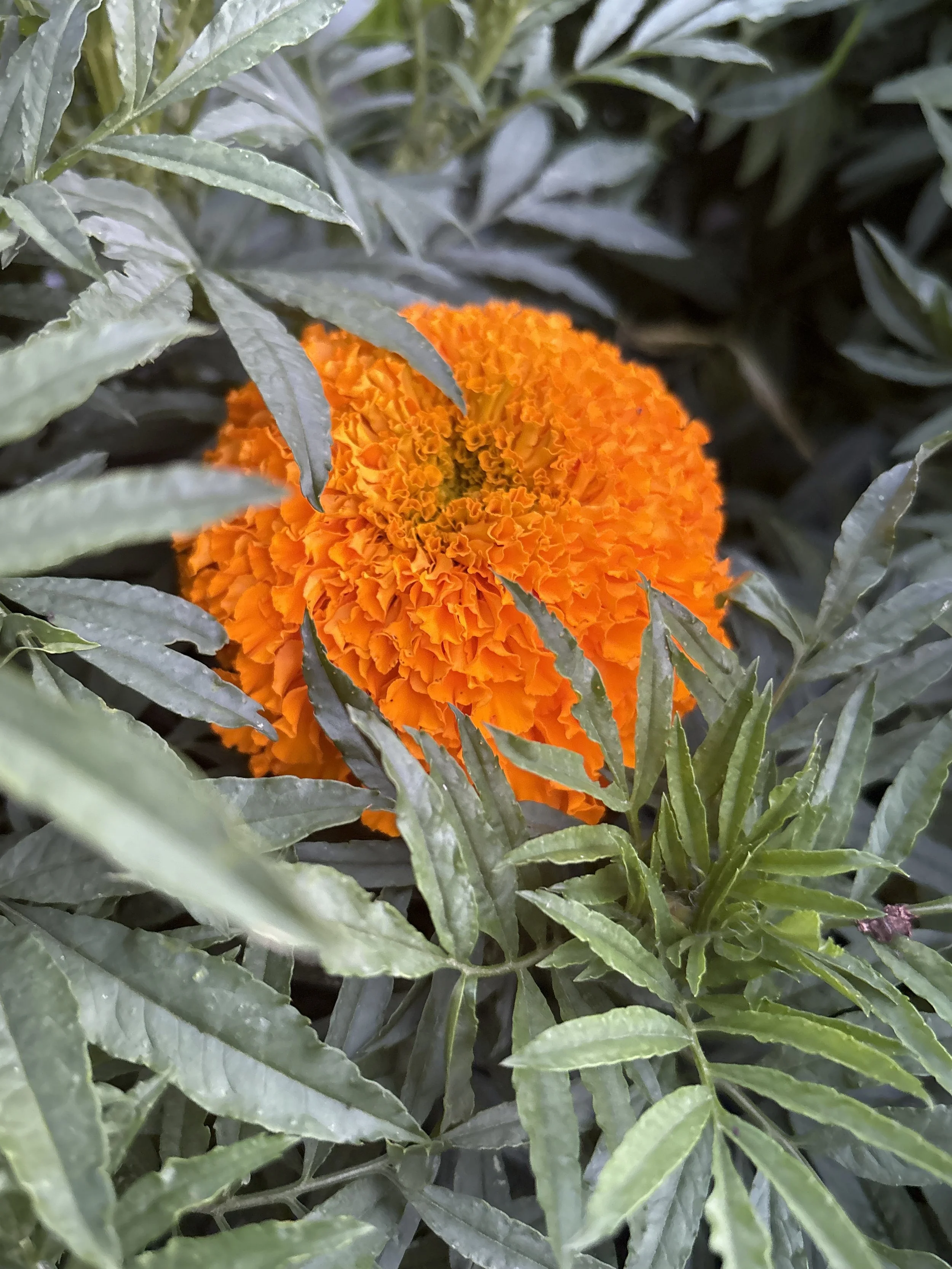 a vibrant yellow marigold on a flower farm in Johnson City TN