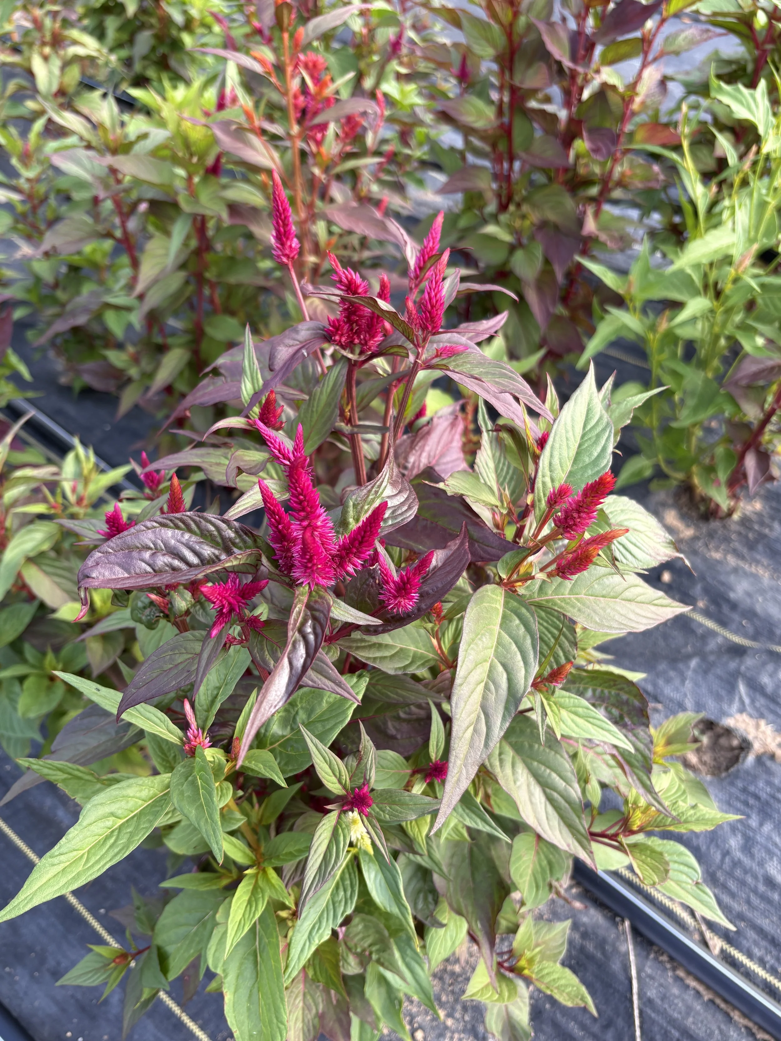 Pampas plume celosia on a flower farm in Tennessee