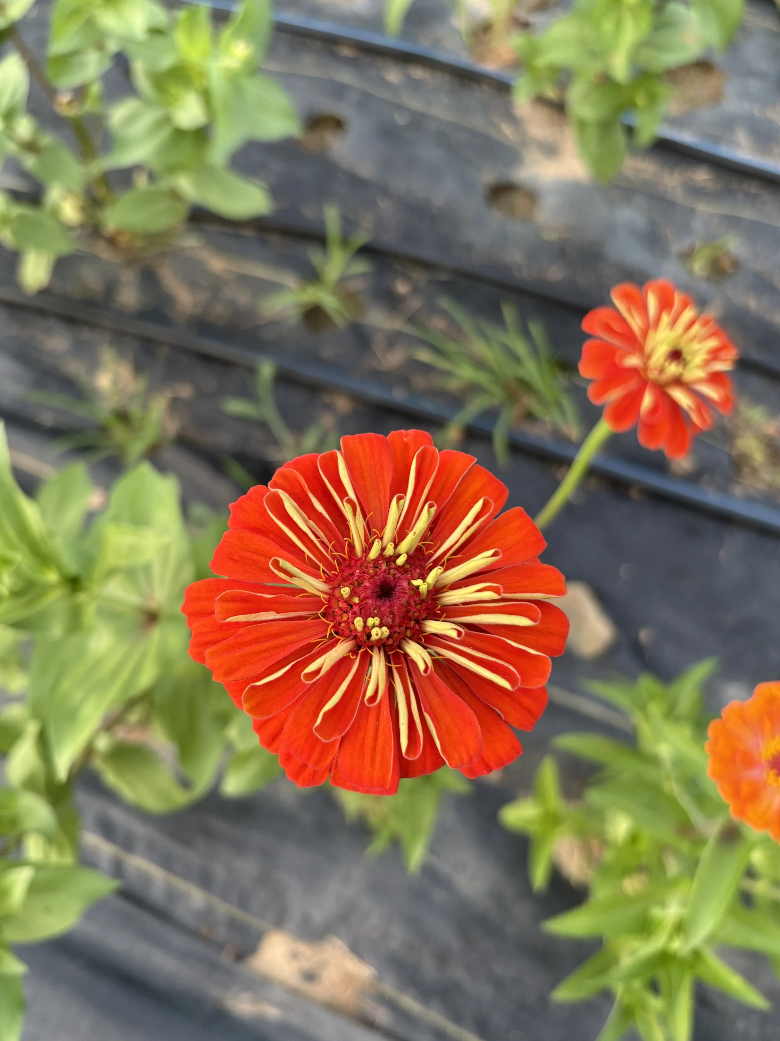 a vibrant red zinnia on a flower farm in Upper East Tennessee