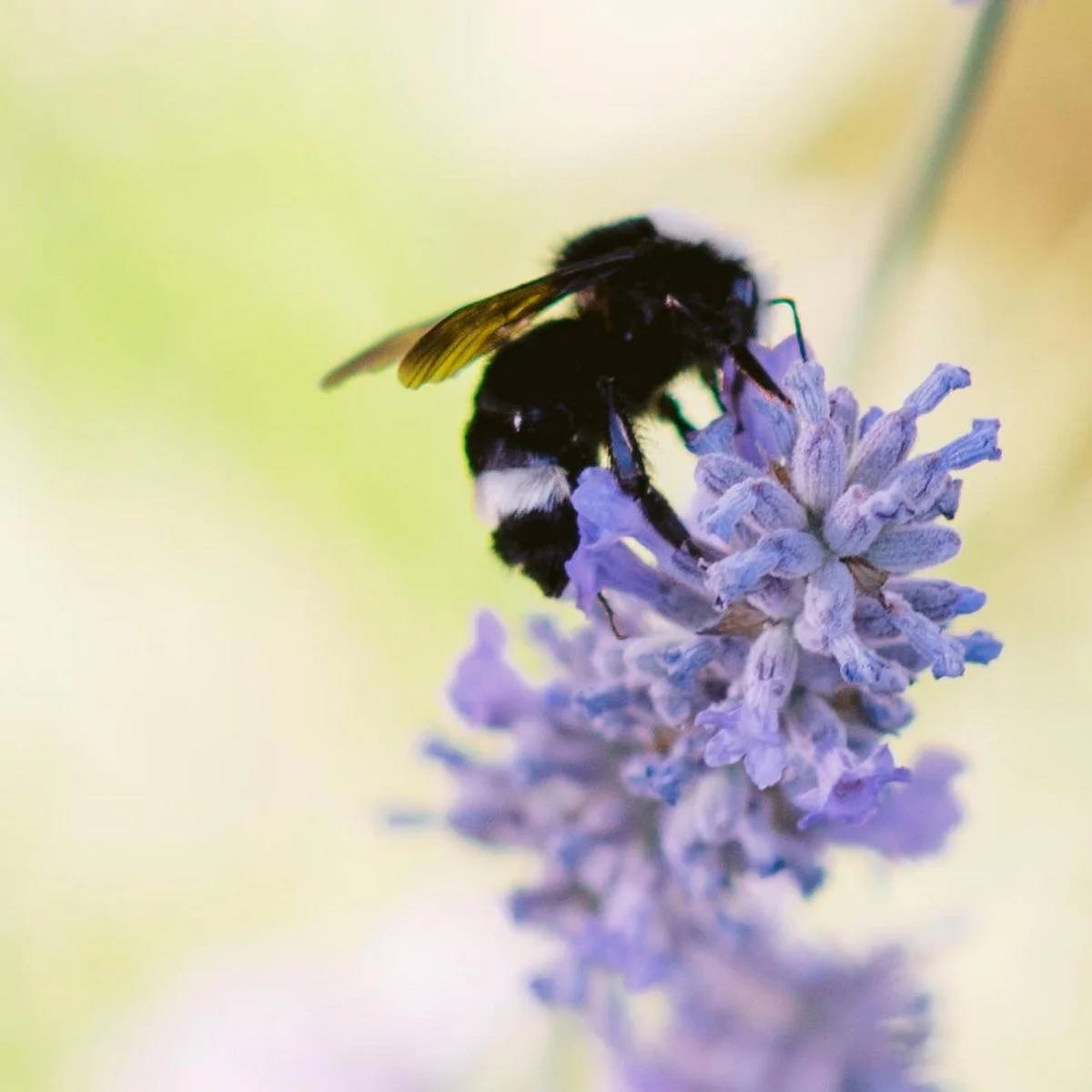 Piu - Mixed Signals SP.jpg