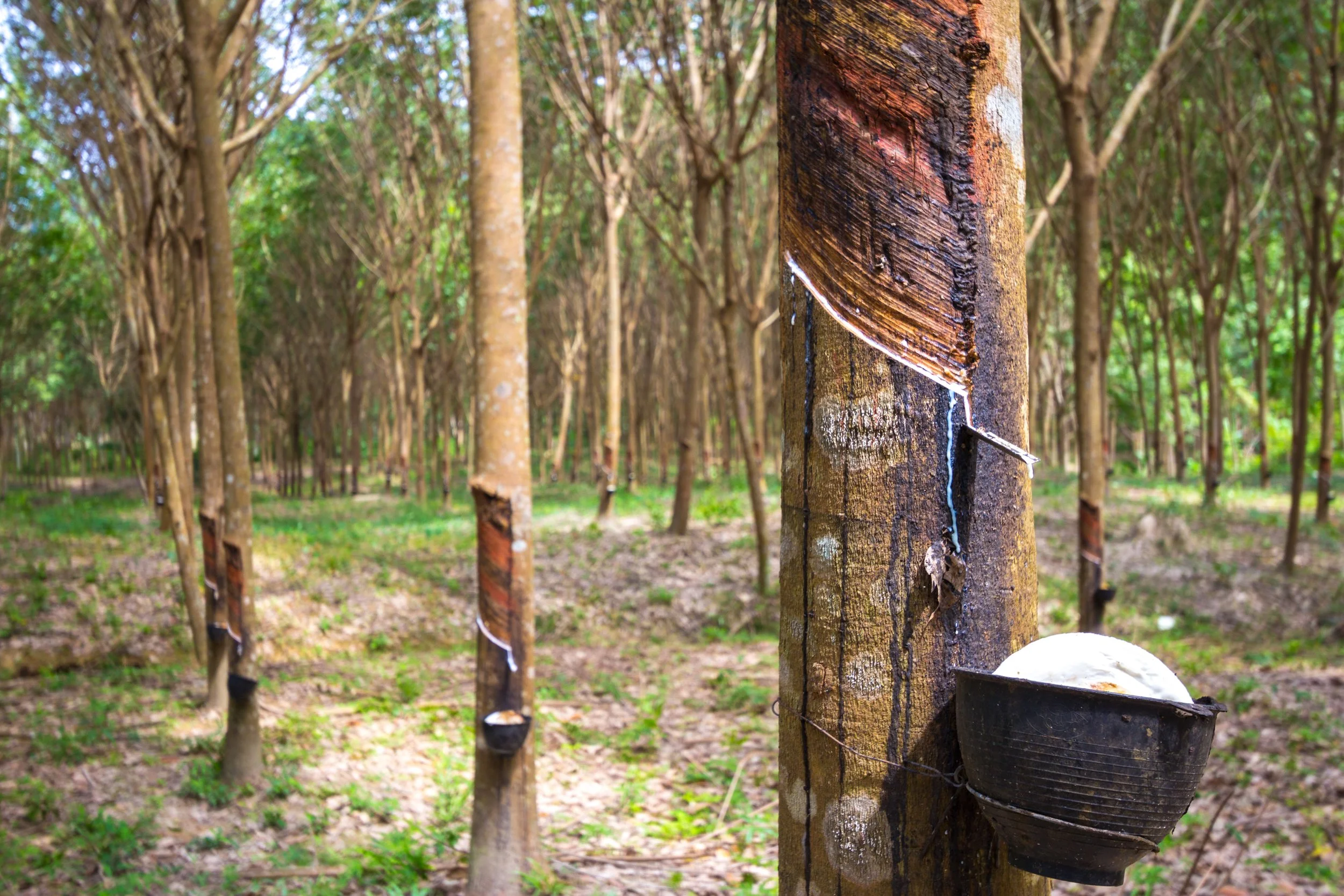 Why Cheap Rubber Bands Cost Businesses More