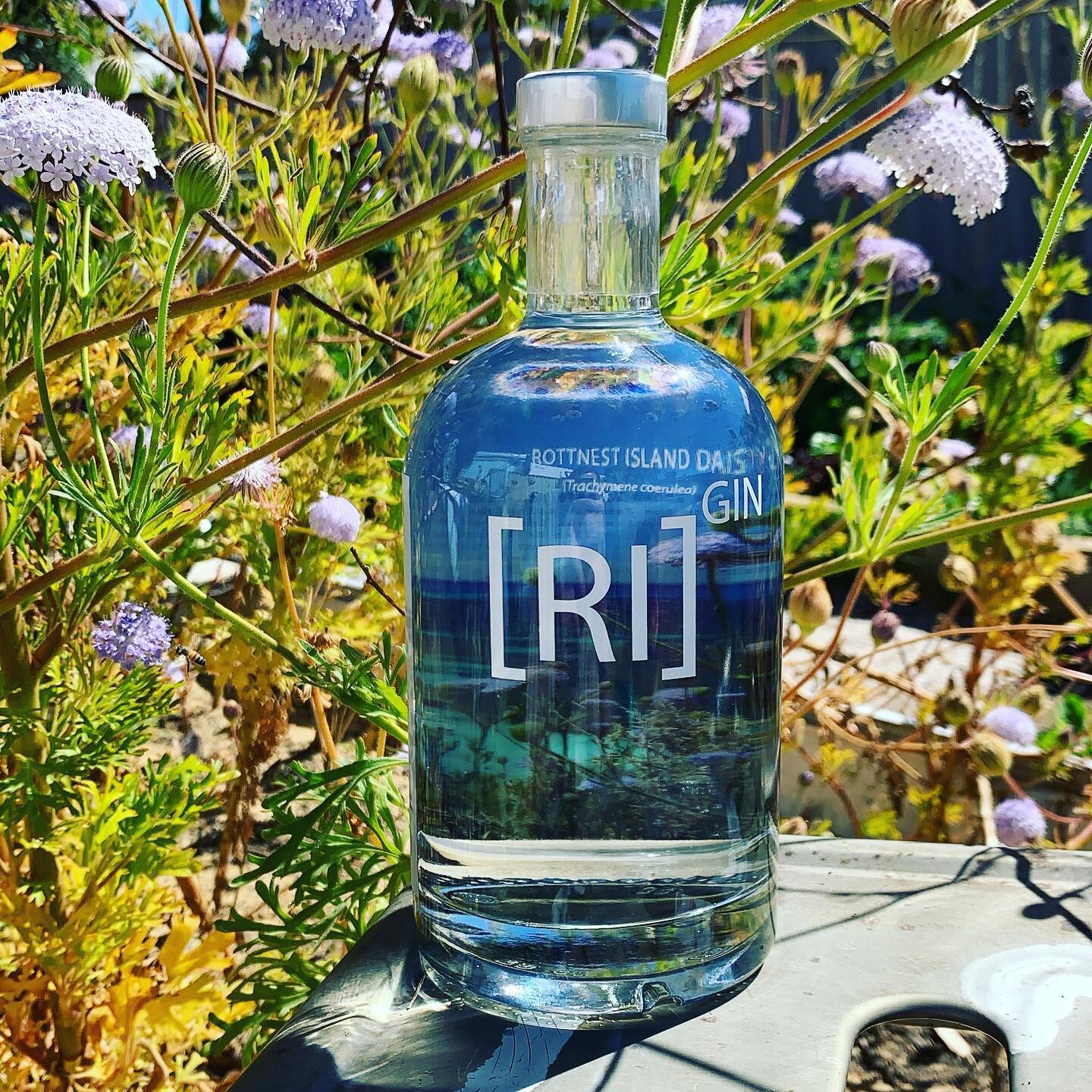 Our beautiful Rottnest Island daisy&rsquo;s are in bloom! This is the signature botanical in our gin, providing a unique nutty, savoury character. 
Now available @rottnestgeneralstore 
And @the_wine_thief 
And online: www.therottnestislandgin.com
#ro