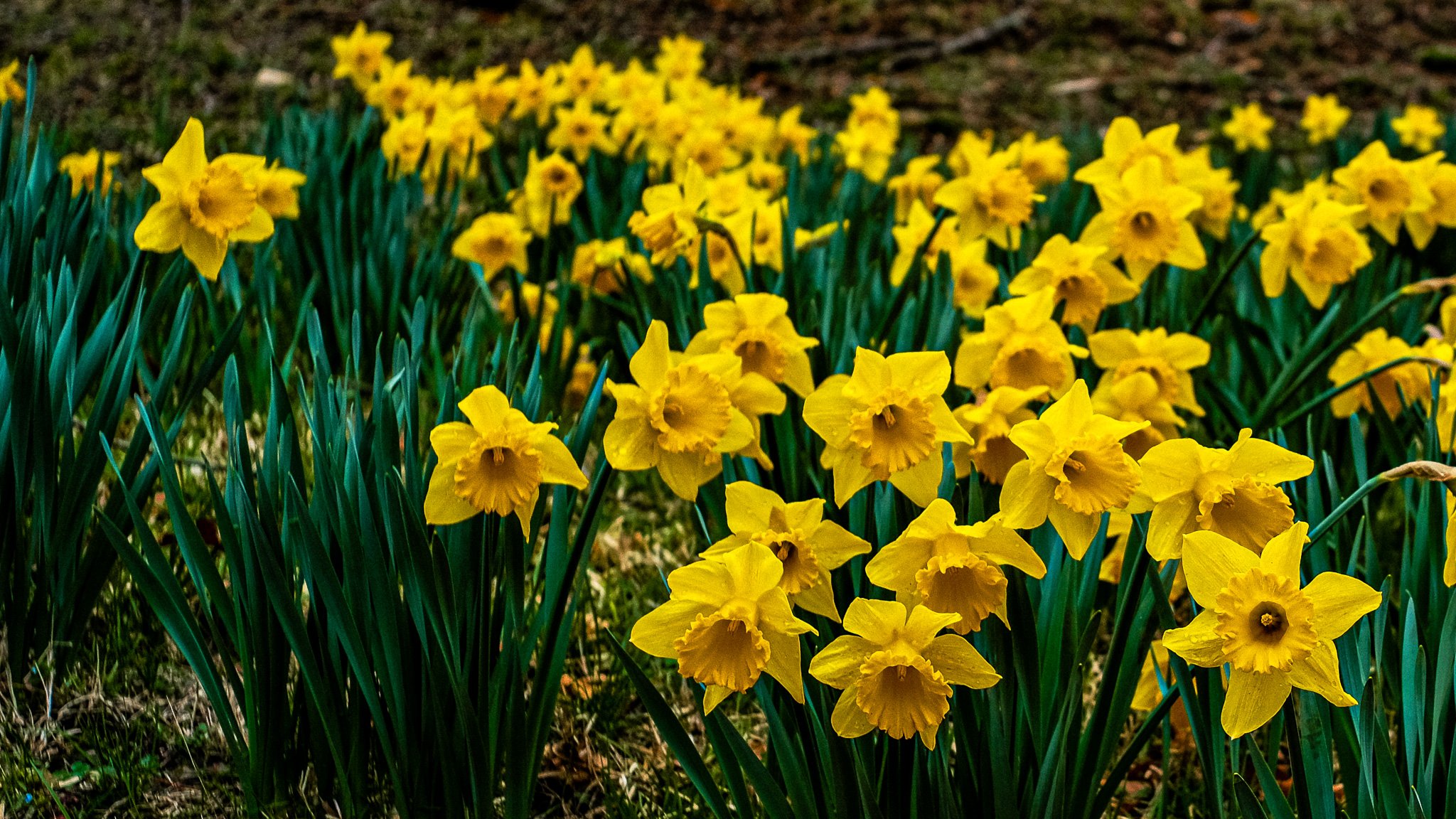 early spring bloom at lake roland; fuji xt30ii, viltrox 28mm 4.5